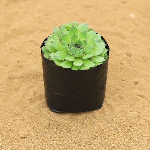 Lakshmi Kamal Succulent in 3 inch Nursery Bag