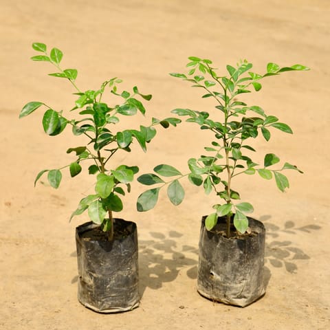 Set of 2 - Murraya / Madhu Kamini (Any Colour) in 4 Inch Nursery Bag