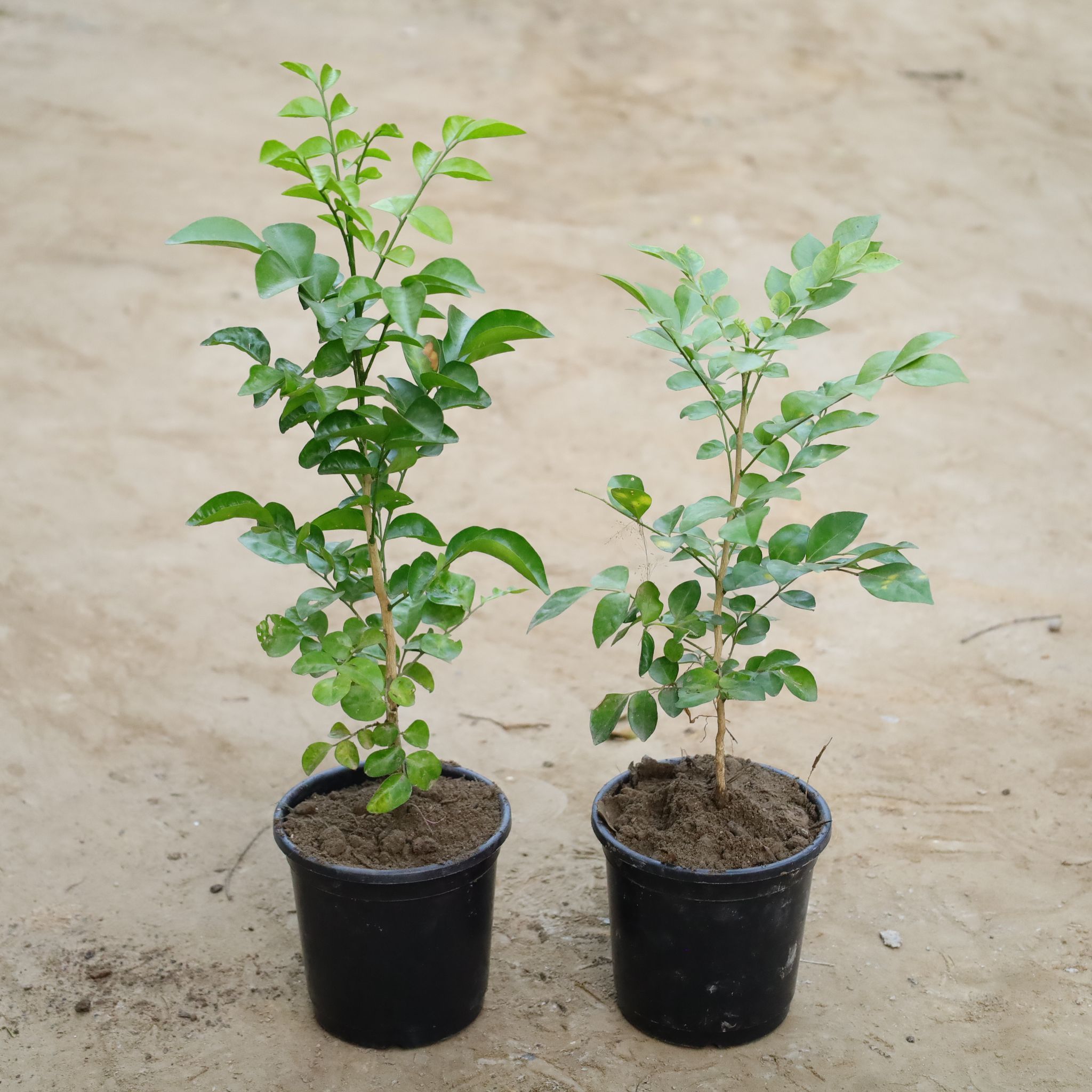 Set Of 2 - Murraya / Madhukamini (Any Colour) in 6 Inch Nursery Pot