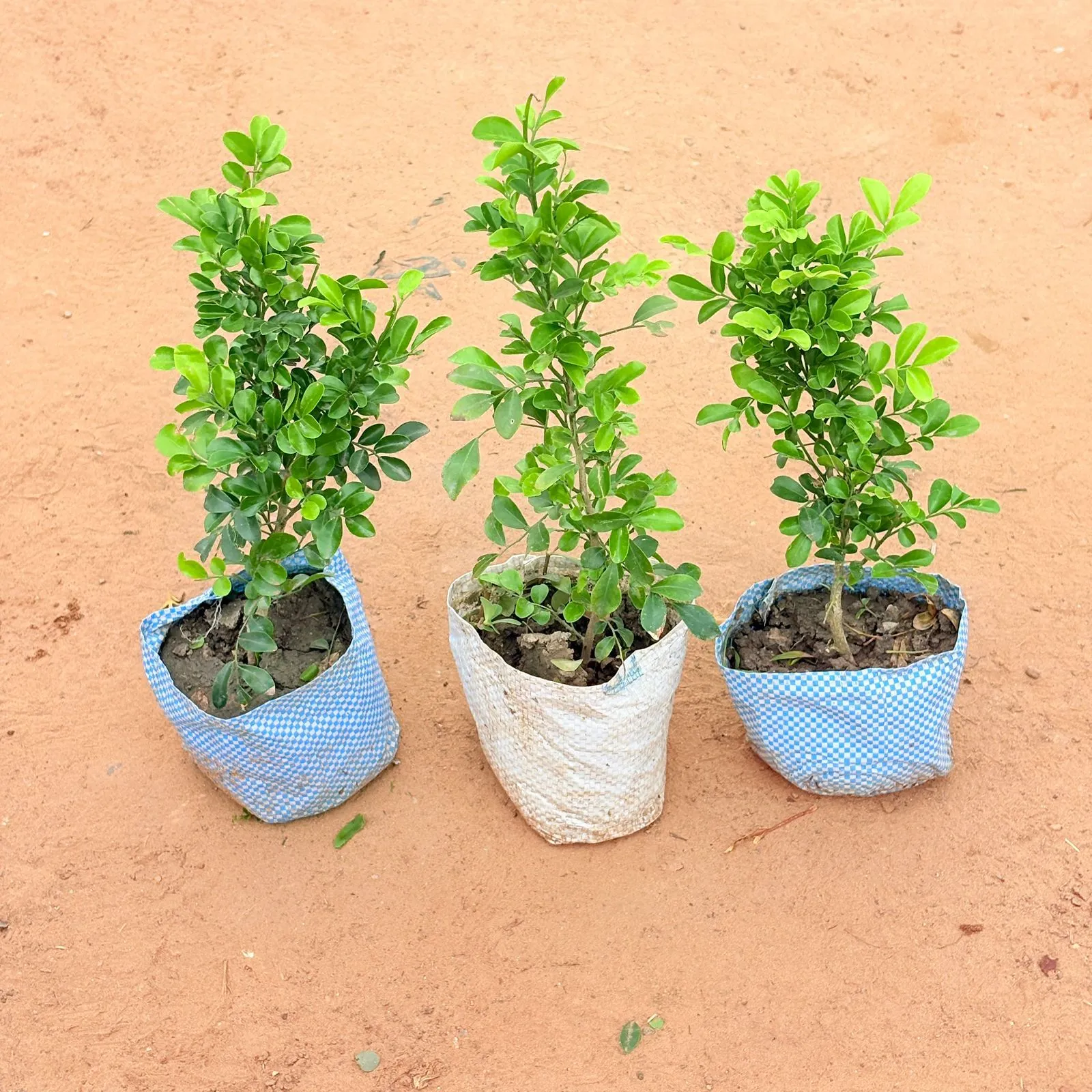 Set of 3 - Madhu Kamini White In 4 Inch Nursery Bag