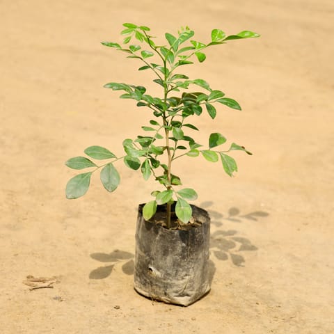 Murraya / Madhu Kamini (Any Colour) in 4 Inch Nursery Bag