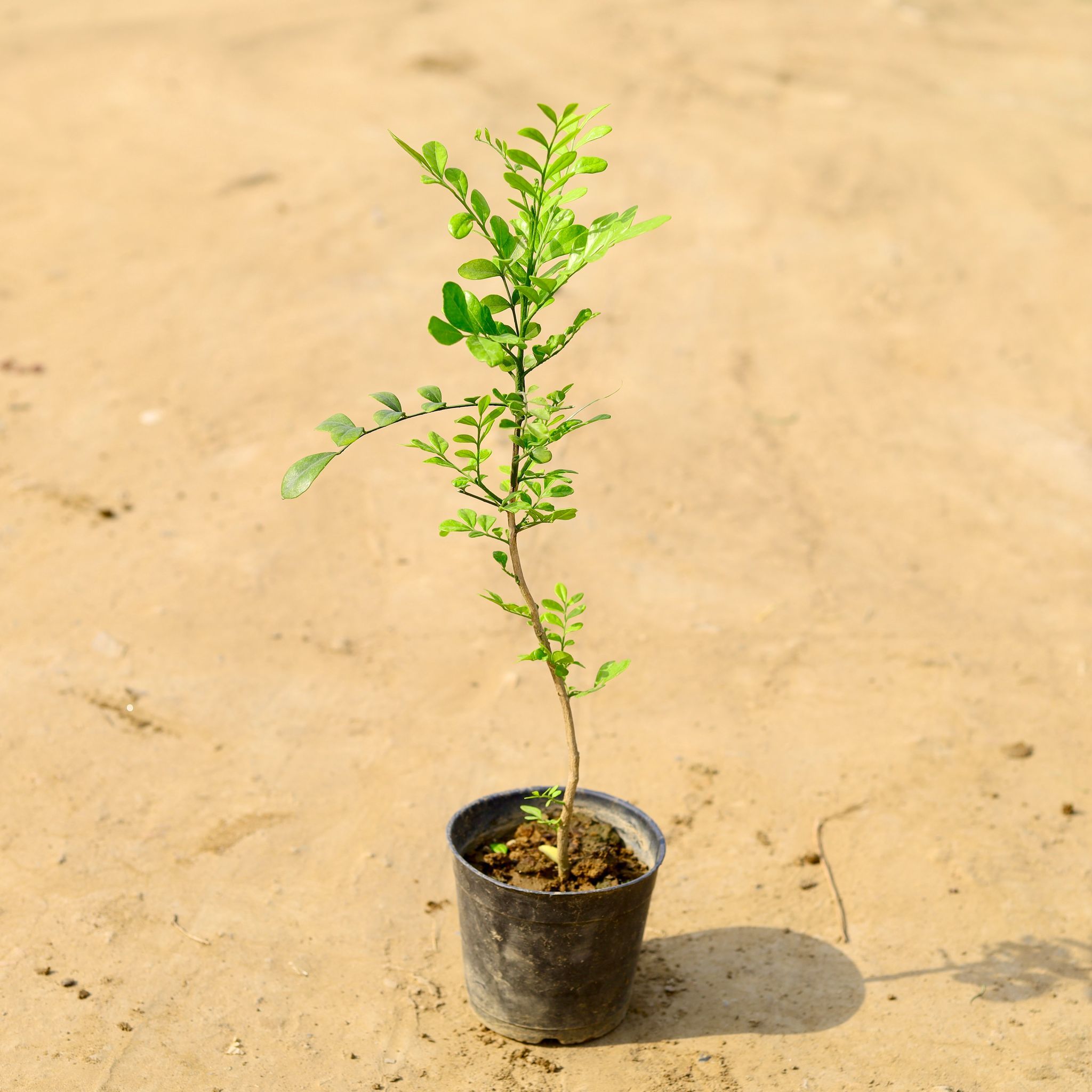 Murraya / Madhu Kamini White in 5 Inch Nursery Pot