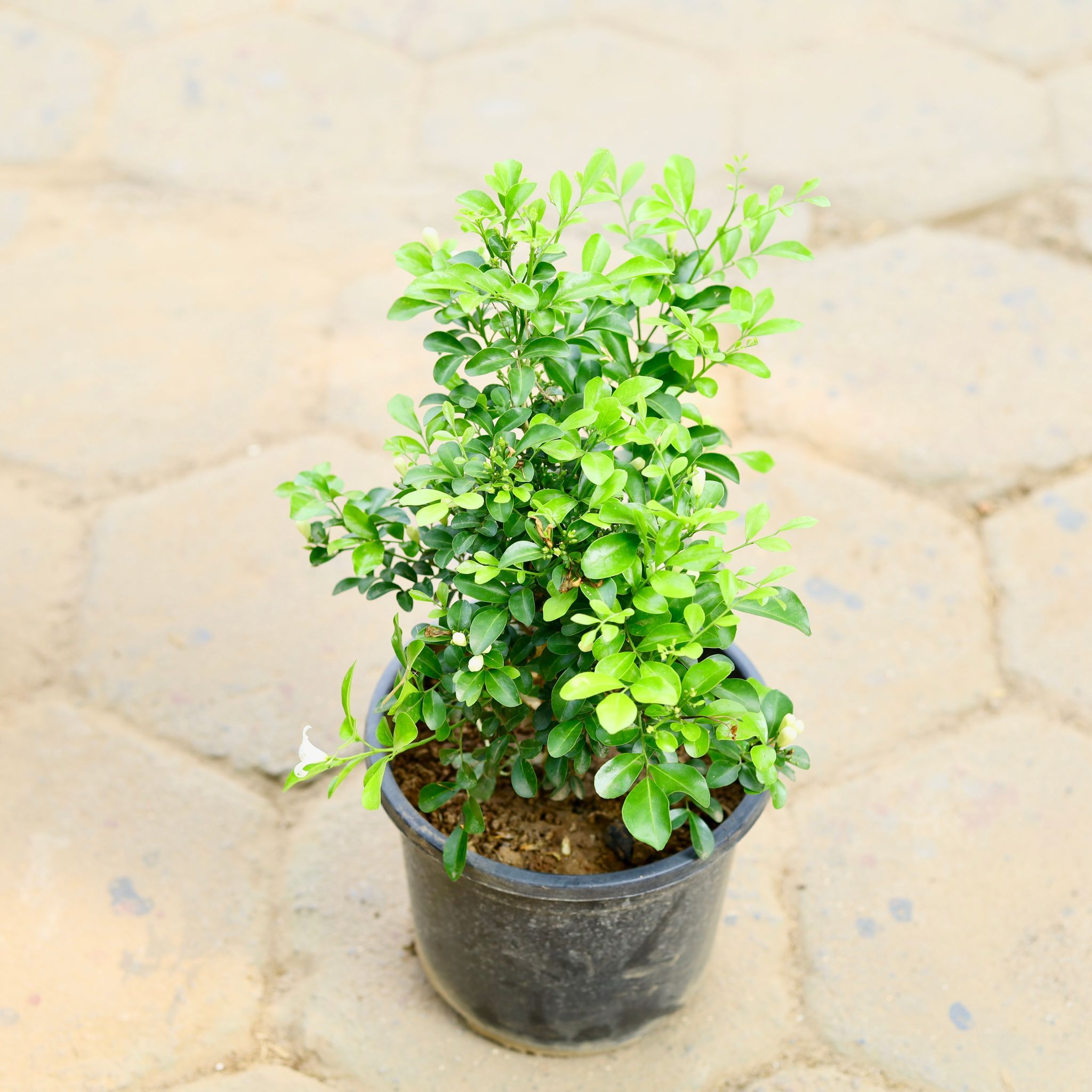 Murraya / Madhu Kamini White in 7 Inch Nursery Pot
