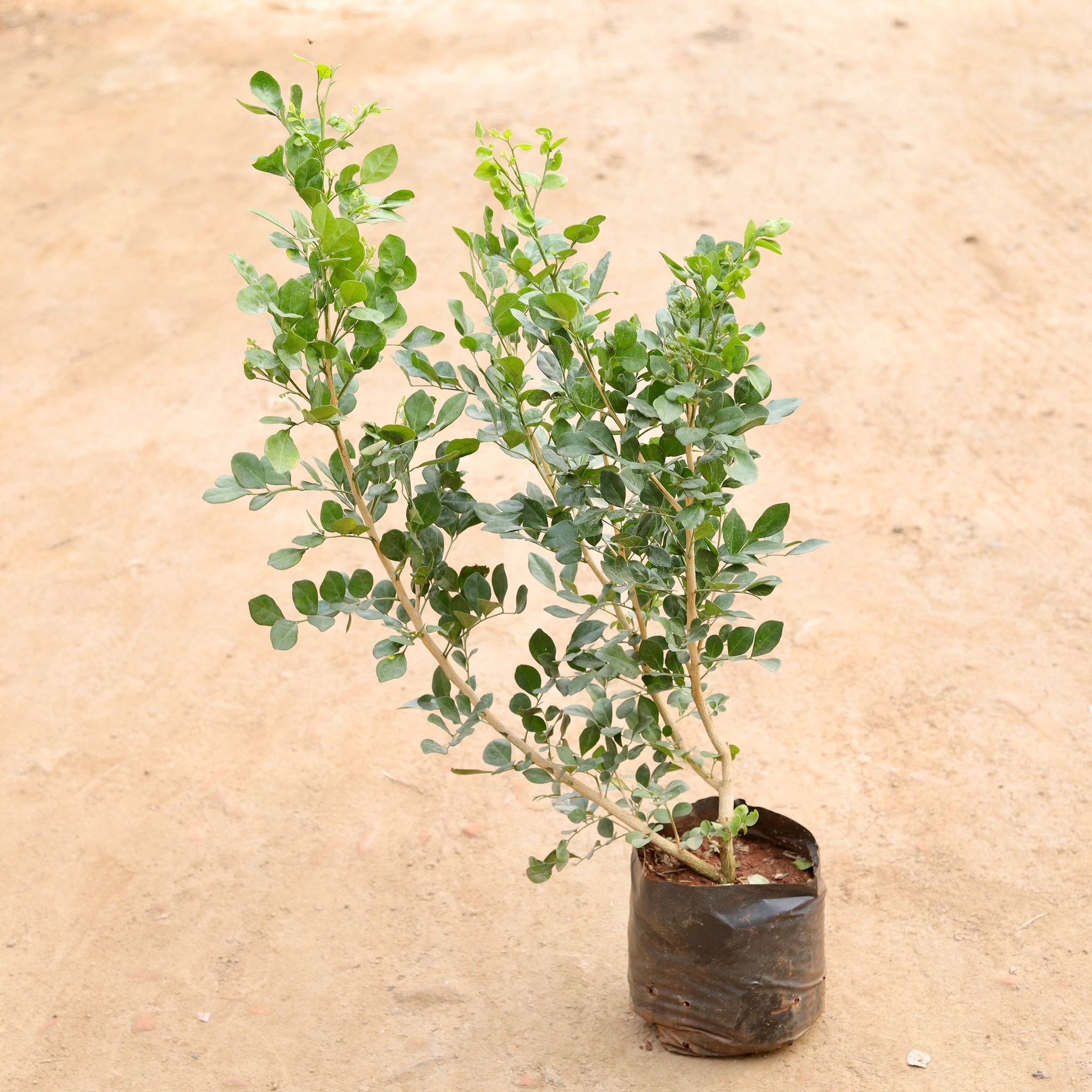 Madhu Kamini White Double (White Flower) in 8 Inch Nursery Bag