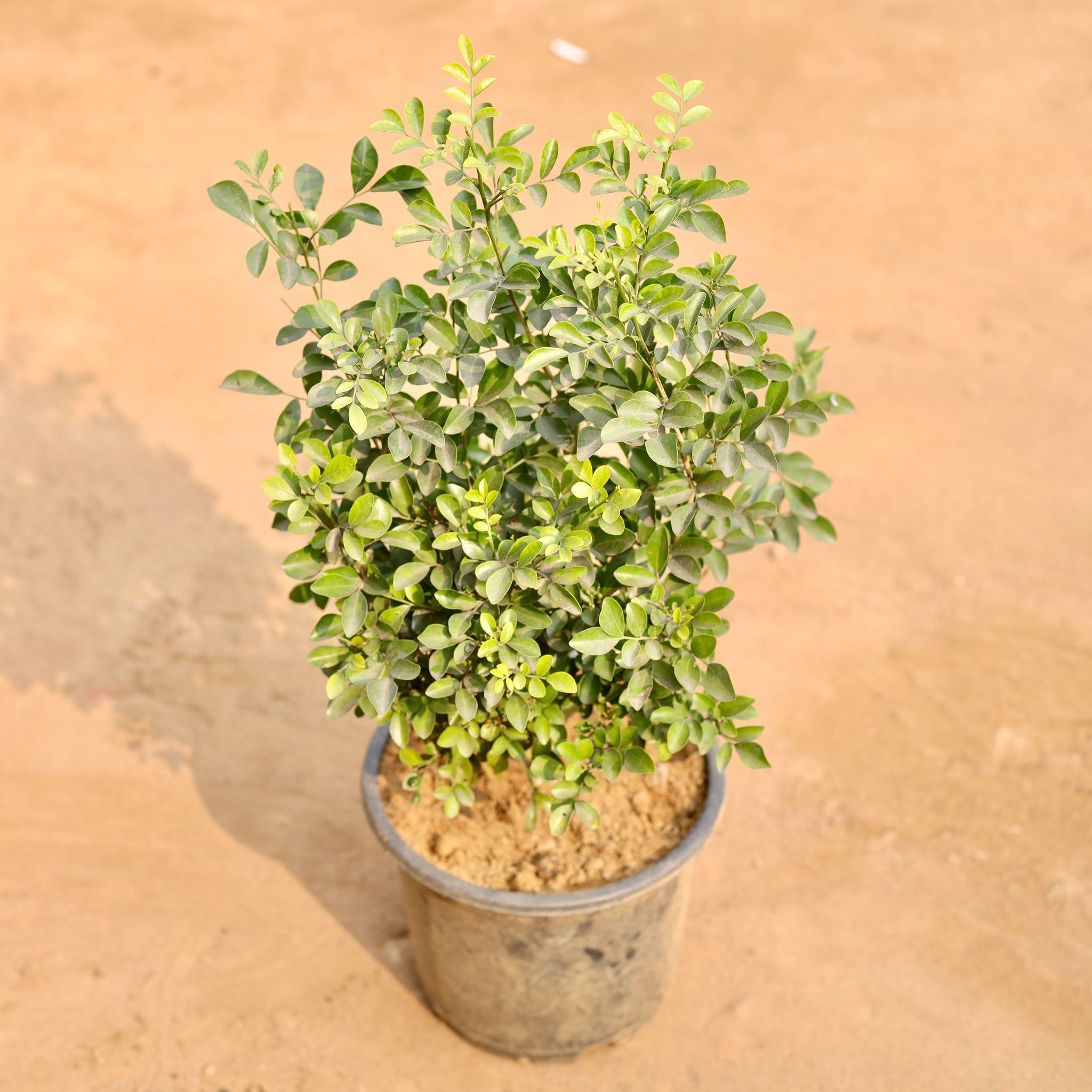 Madhu Kamini White Dwarf in 8 Inch Nursery Pot