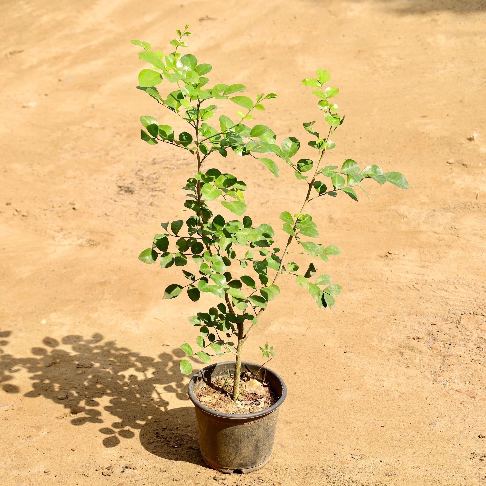 Madhu Kamini White in 6 inch Nursery Pot