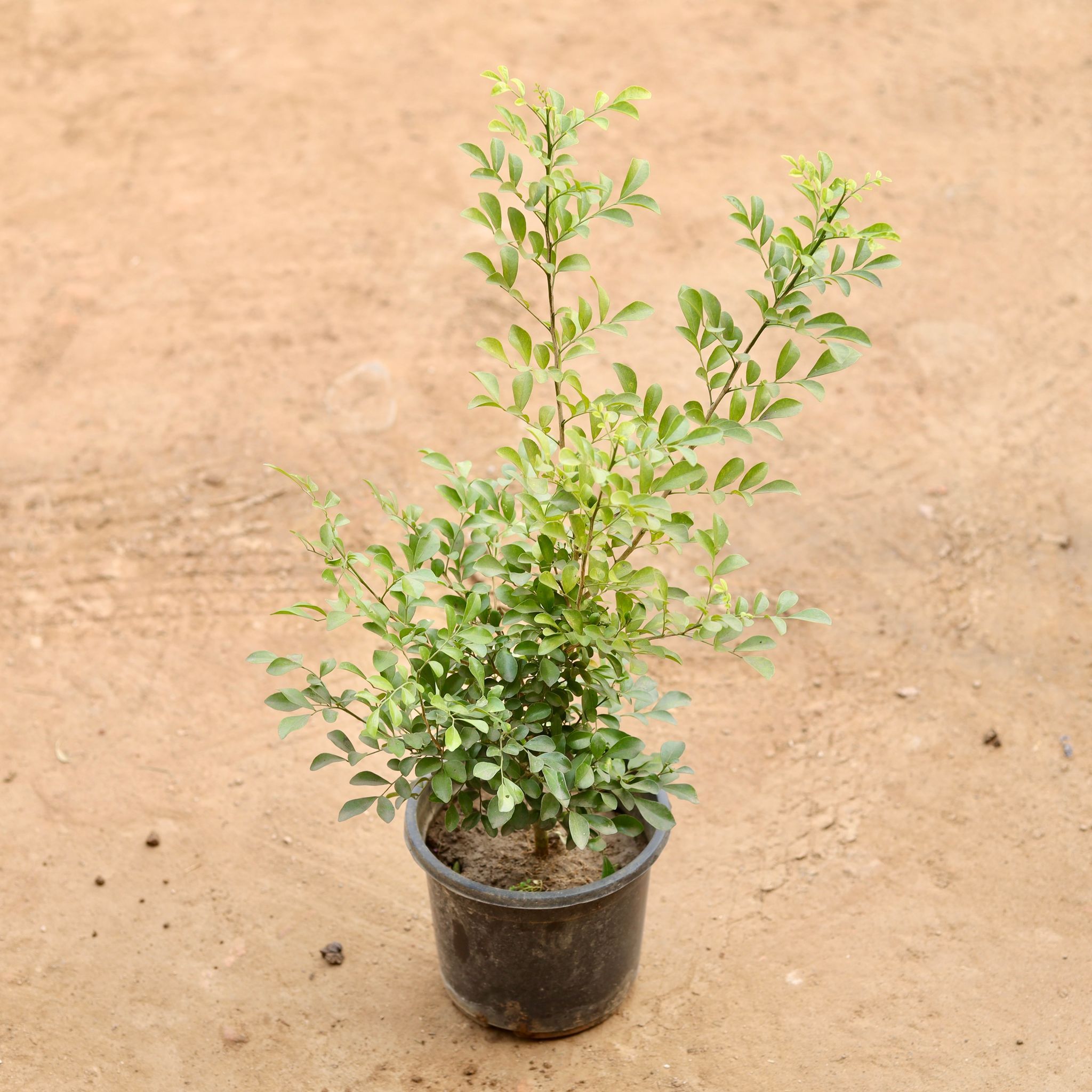 Madhu Kamini White in 6 Inch Nursery Pot