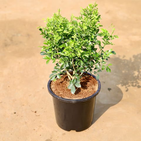Madhu Kamini White in 8 inch Black Nursery Pot
