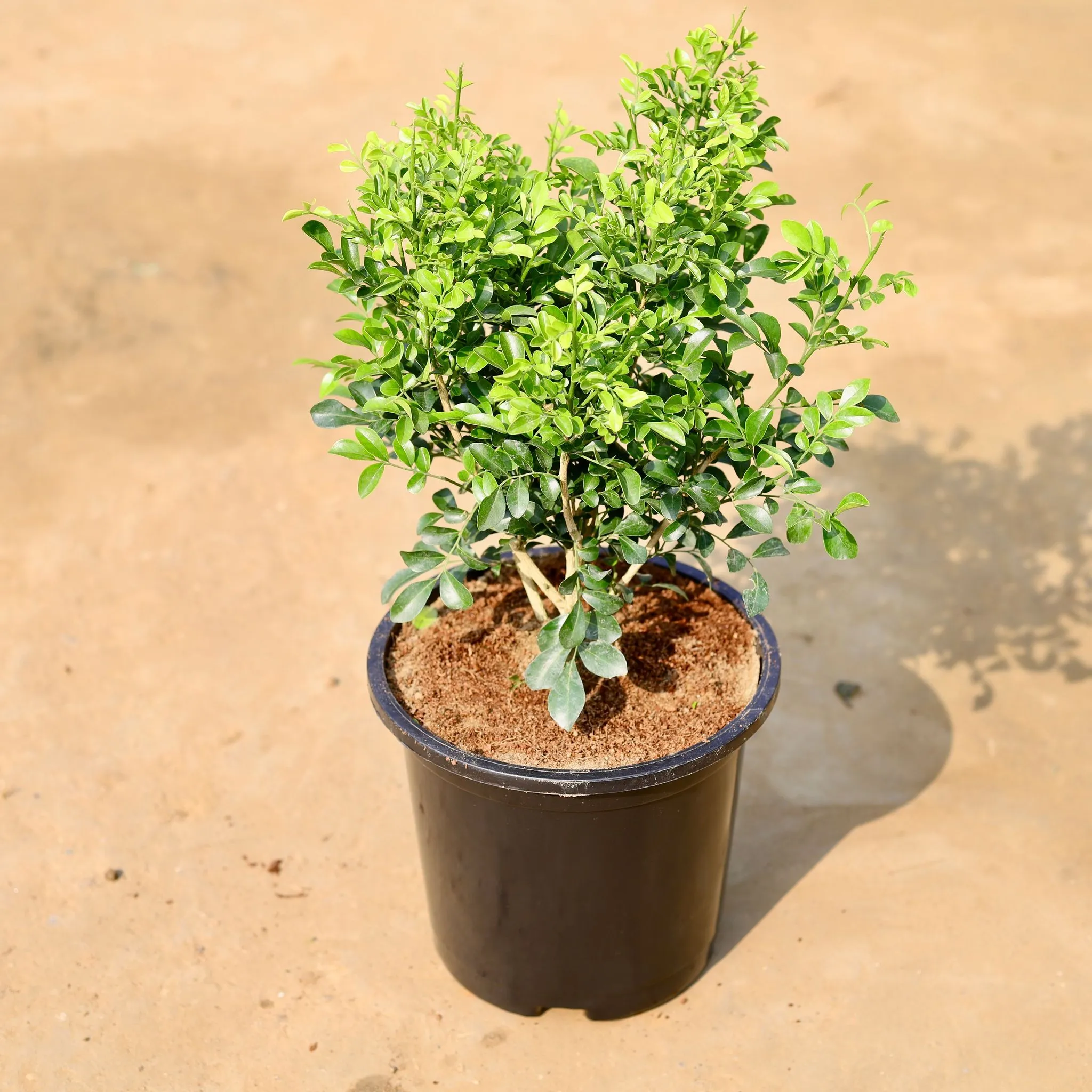 Madhu Kamini White in 8 inch Black Nursery Pot