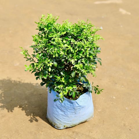 Madhu Kamini White in 8 inch Nursery Bag