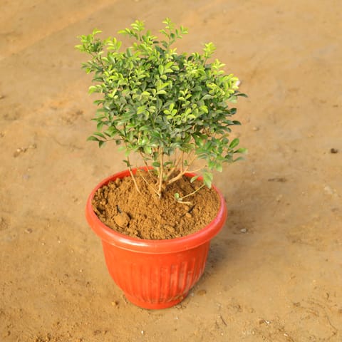 Madhu Kamini/Murraya in 10 Inch Terracotta Red Olive Plastic Pot