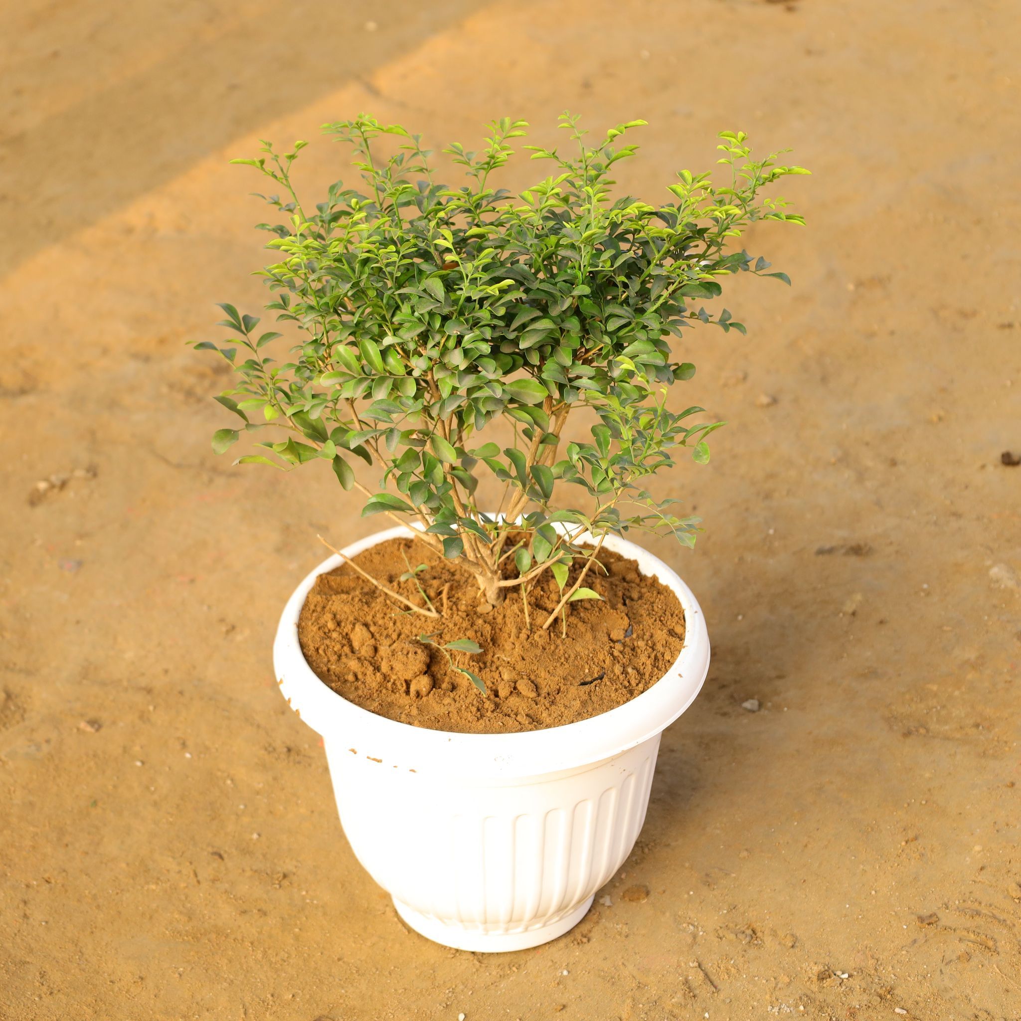 Madhu Kamini/Murraya in 10 Inch White Olive Plastic Pot