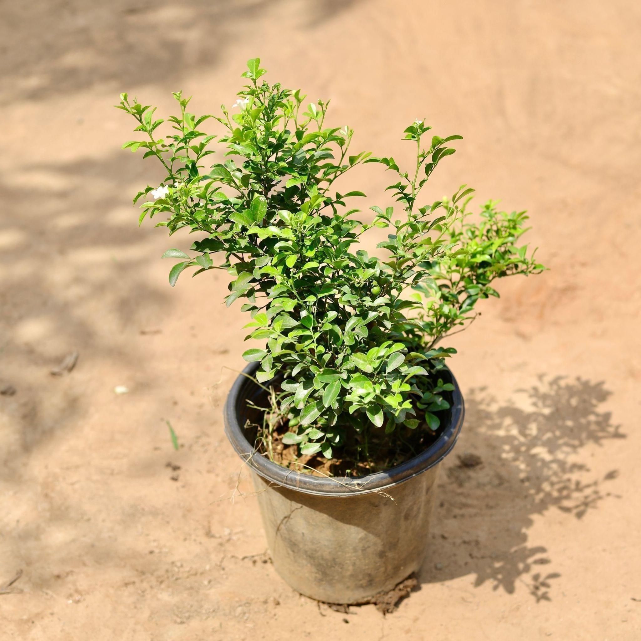 MadhuKamini White in 8 Inch Nursery Pot