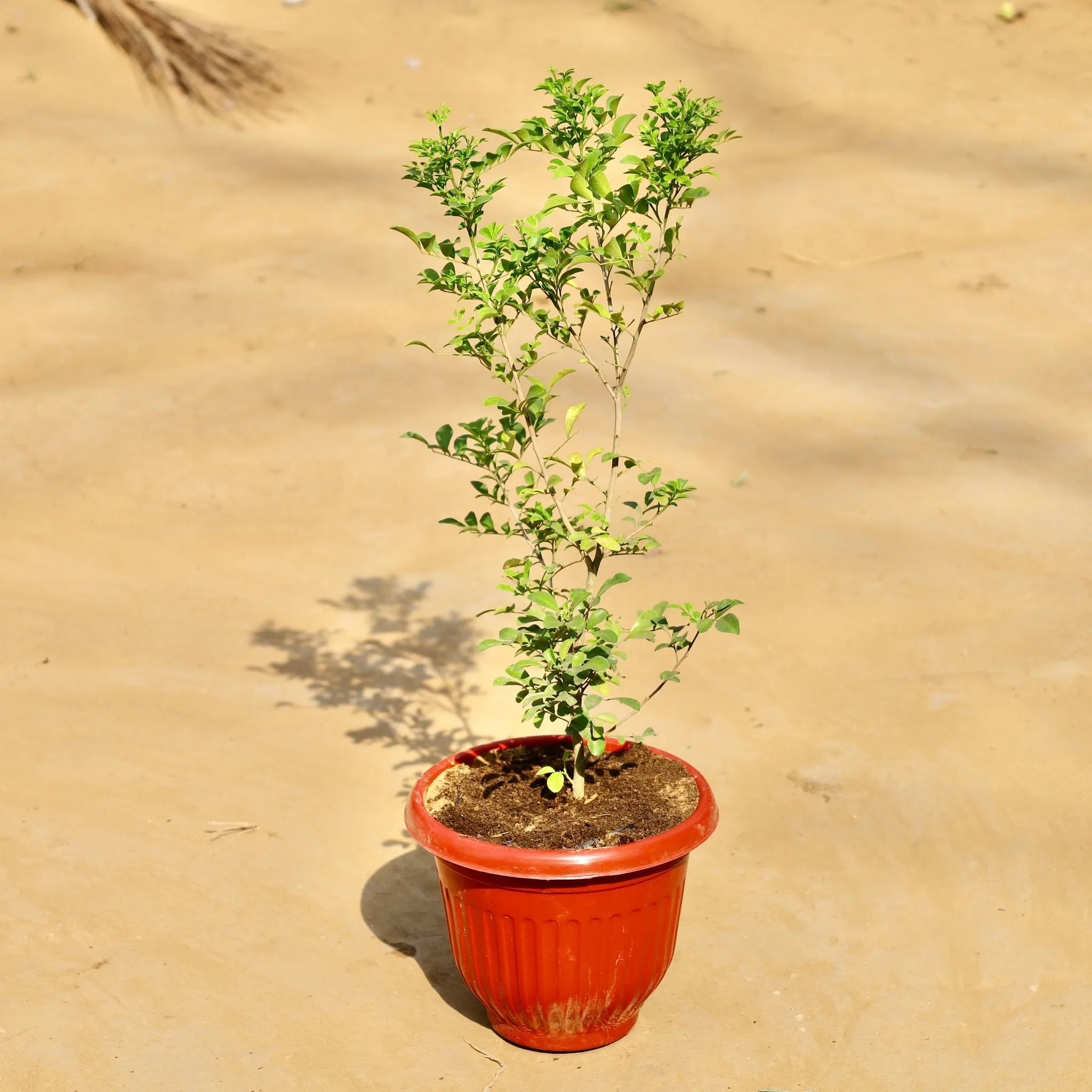 MadhuKamini White (~ 1.5 ft) in 8 Inch Terracotta Red Olive Plastic Pot