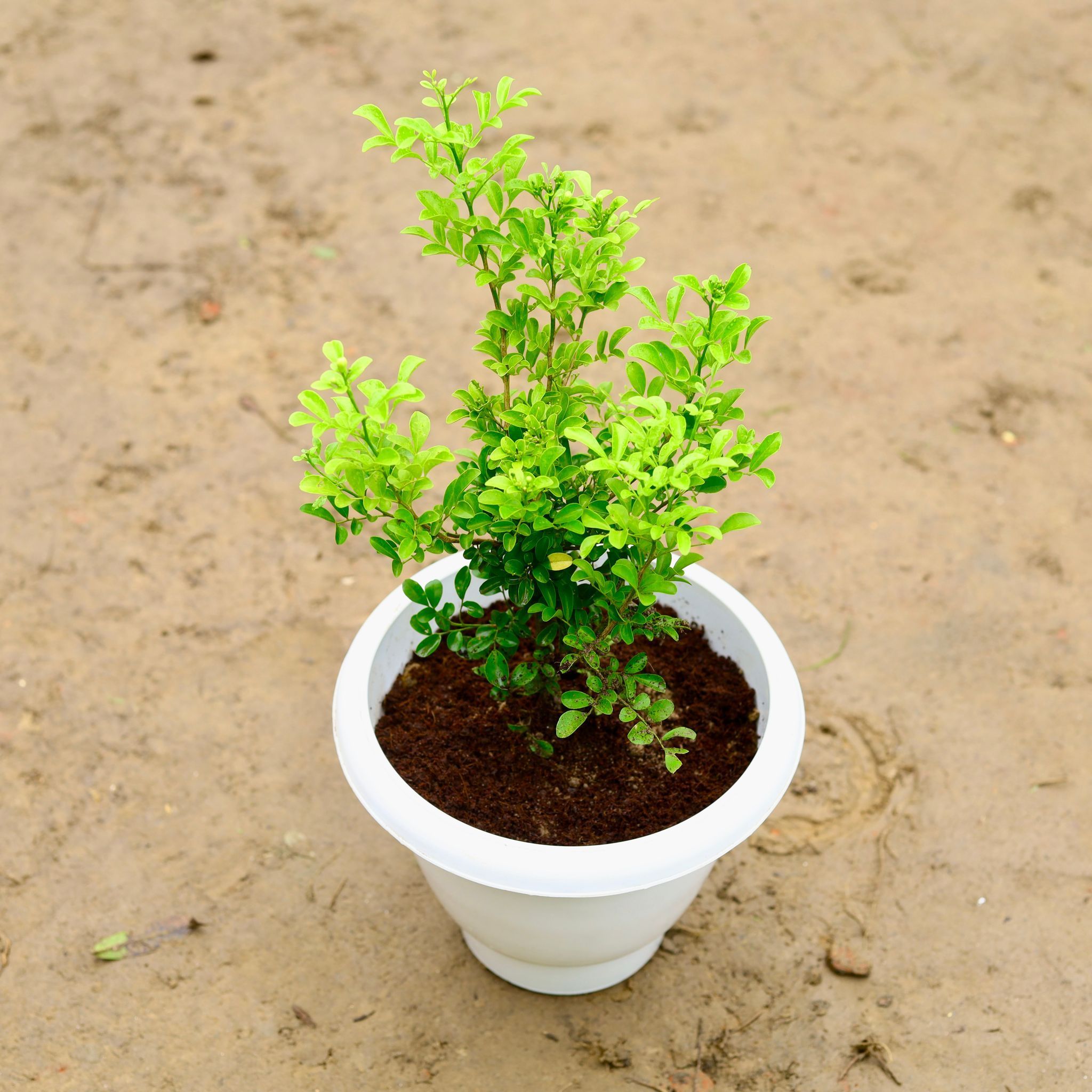 Madhu Kamini in 8 Inch Classy White Plastic Pot
