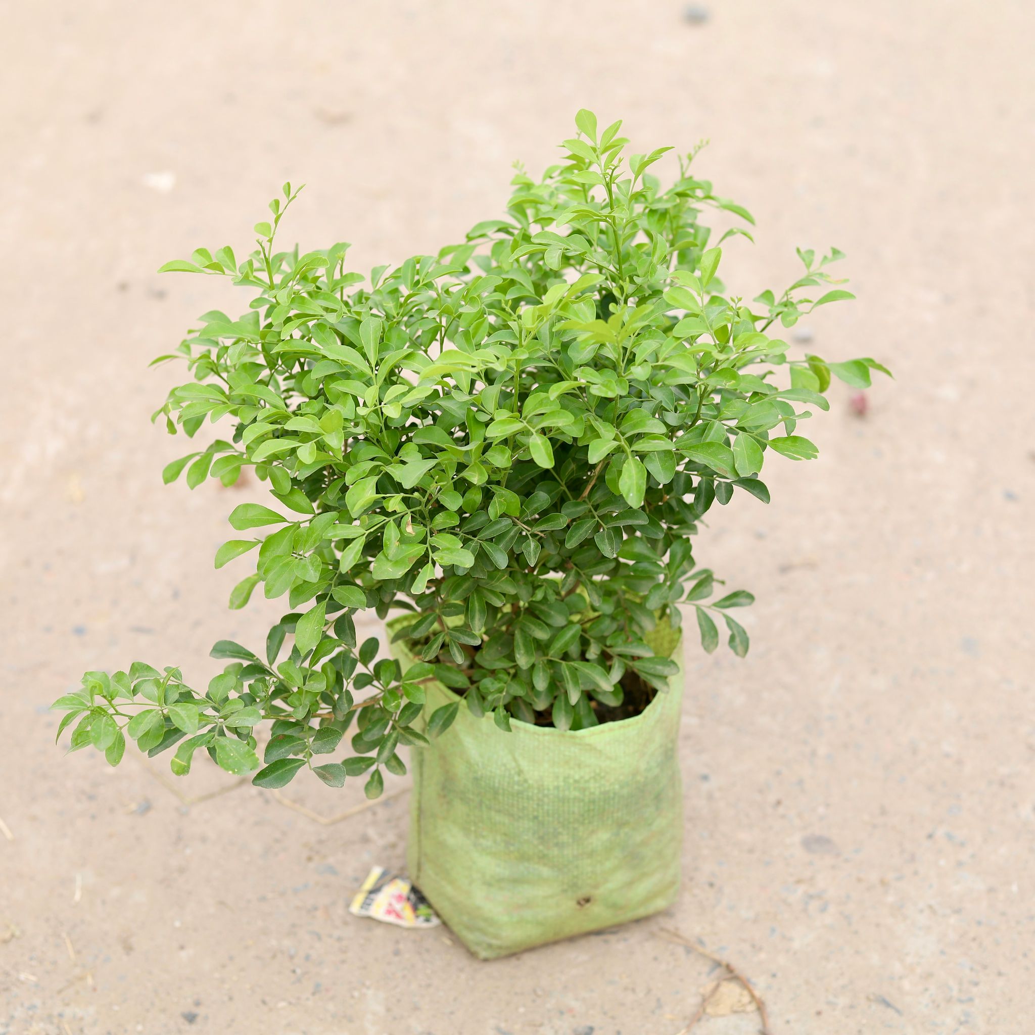 Madhu Kamini White in 6 inch Nursery Bag