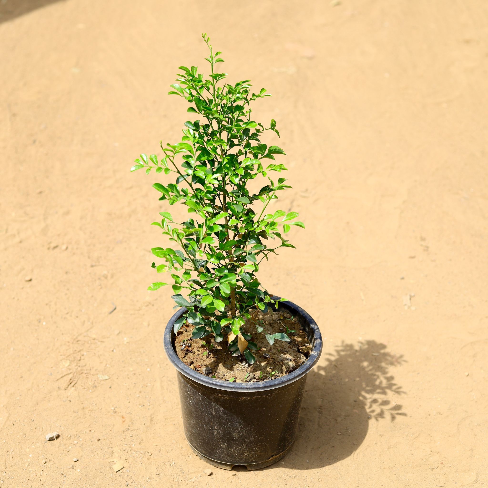 Madhu Kamini White in 8 inch Nursery Pot