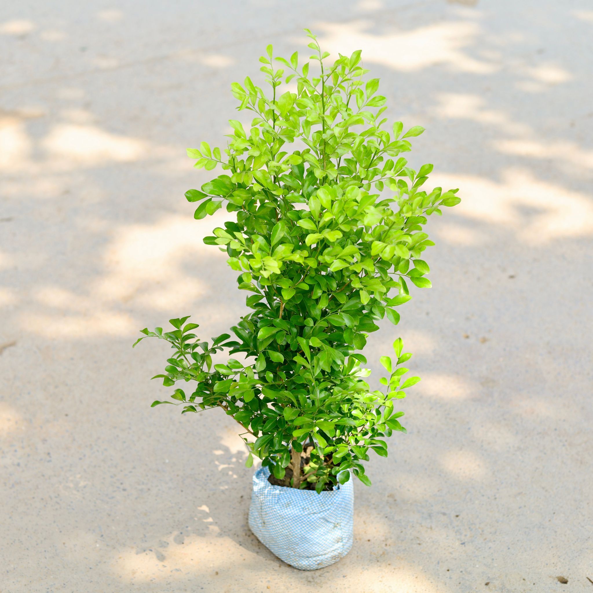 Madhu Kamini White (~ 1.5-2 Ft) in 6 Inch Nursery Bag