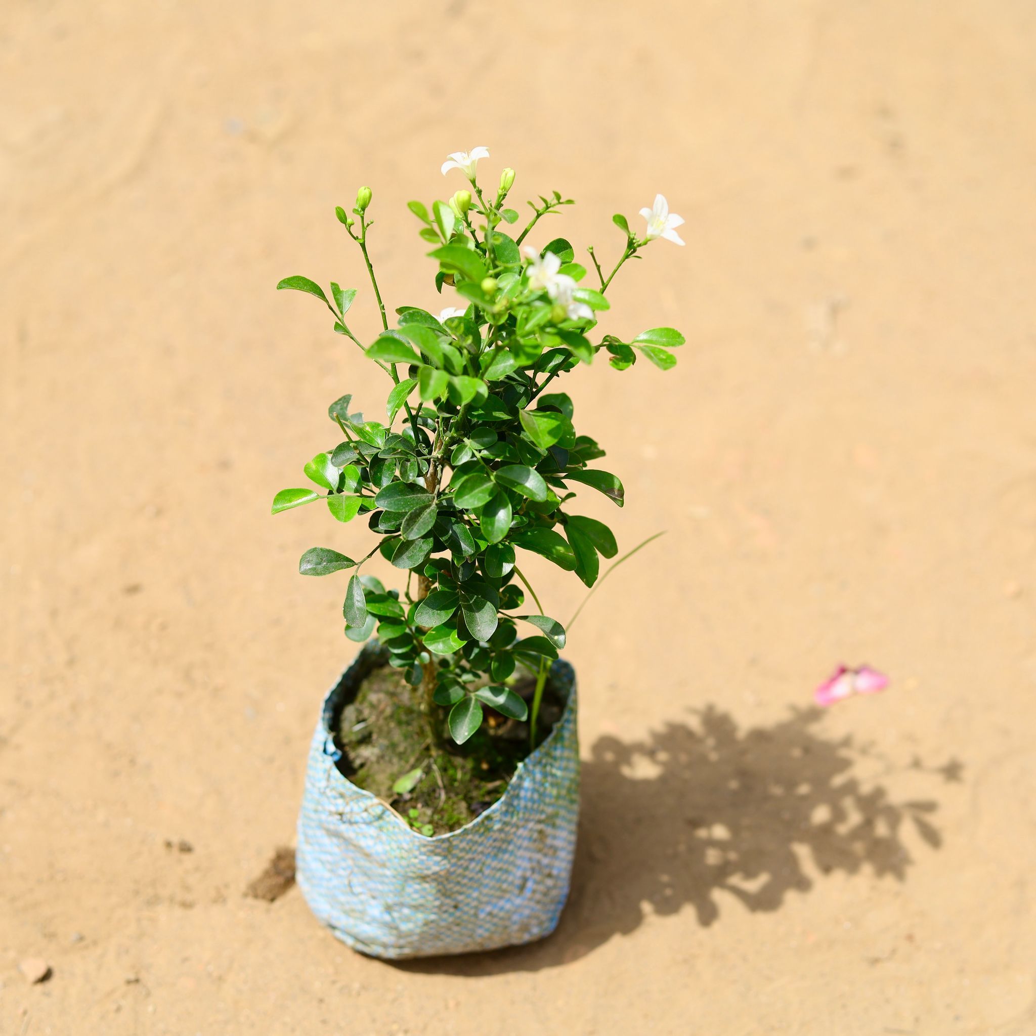 Madhu Kamini White / Murraya (any colour) in 5 inch Nursery Bag