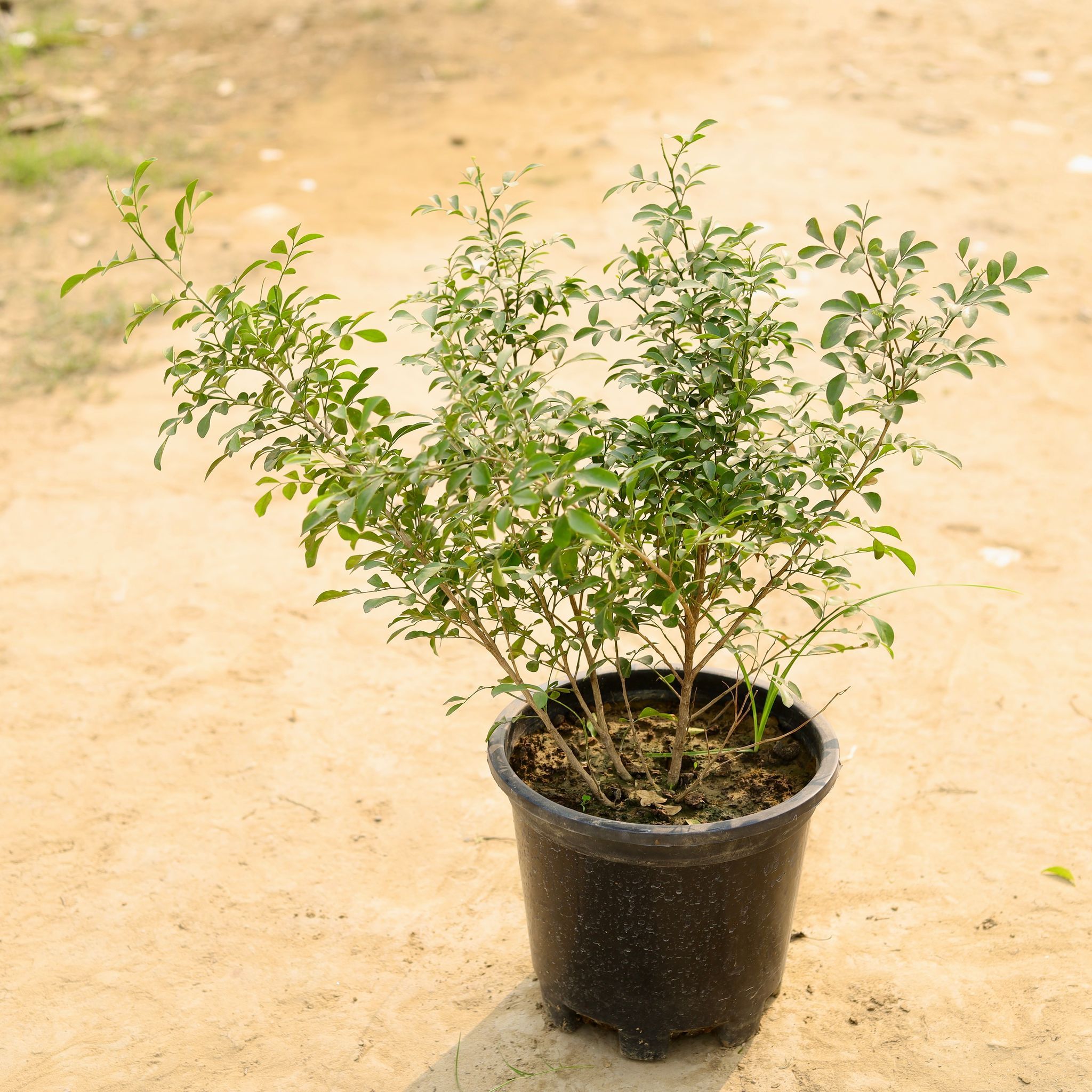 Madhu Kamini White / Murraya in 10 Inch Nursery Pot