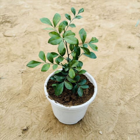 Madhu Kamini White / Murraya in 4 Inch White Nursery Pot