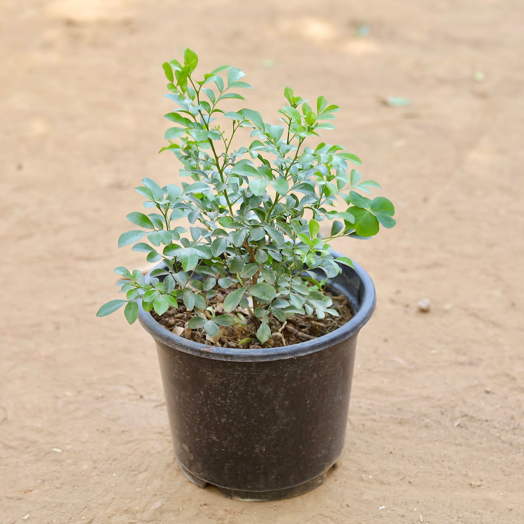 Madhu Kamini White / Murraya in 7 Inch Nursery pot