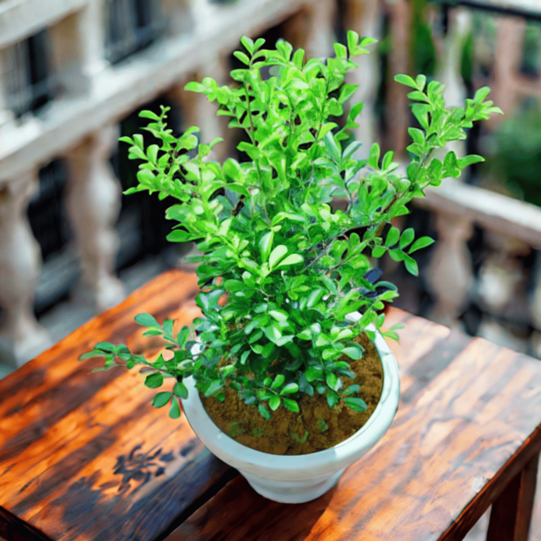 Madhu Kamini White / Murraya in 8 Inch White Classy Plastic Pot