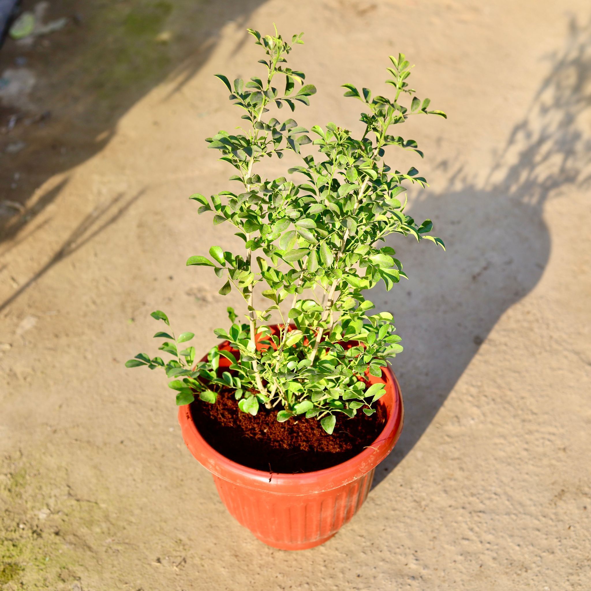 Madhu Kamini in 10 Inch Terracotta Red Olive Plastic Pot