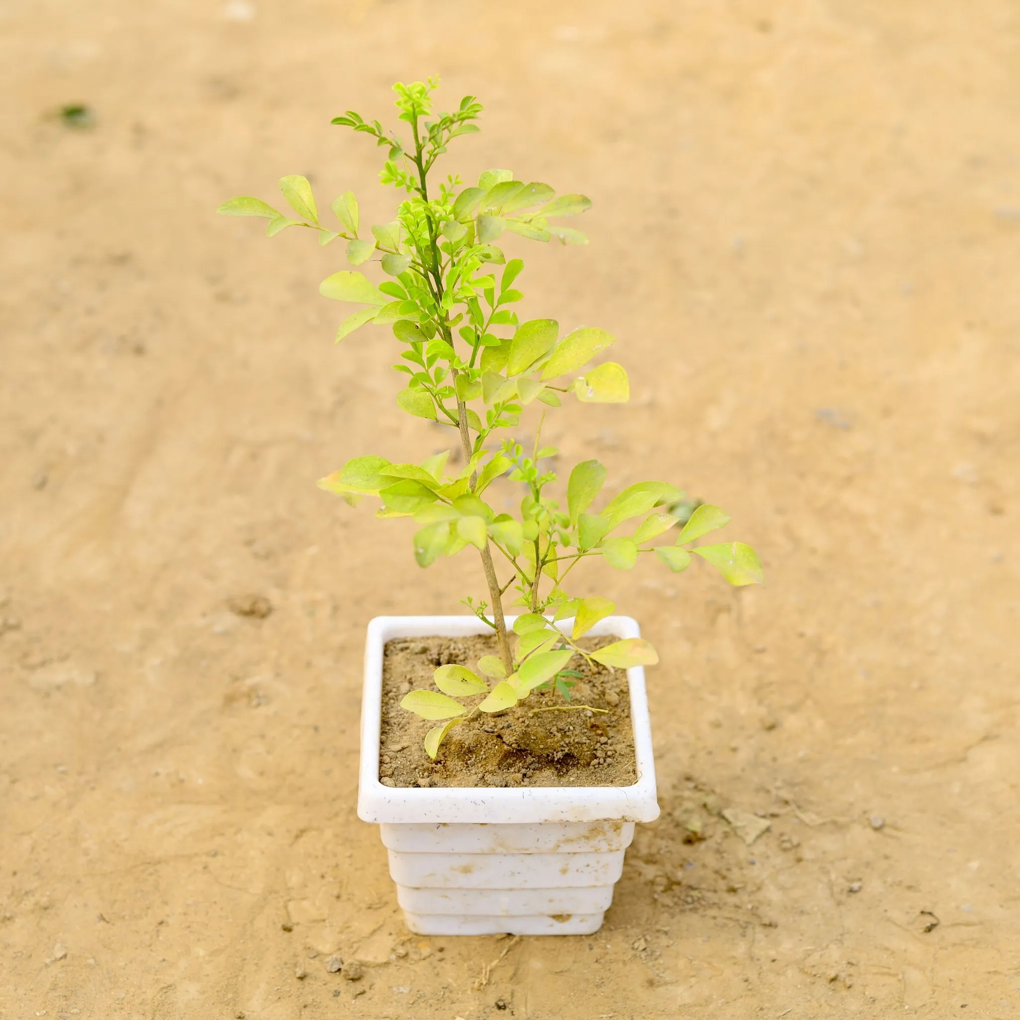 Madhu Kamini in 4 Inch White Marble Premium Orchid Square Plastic Pot
