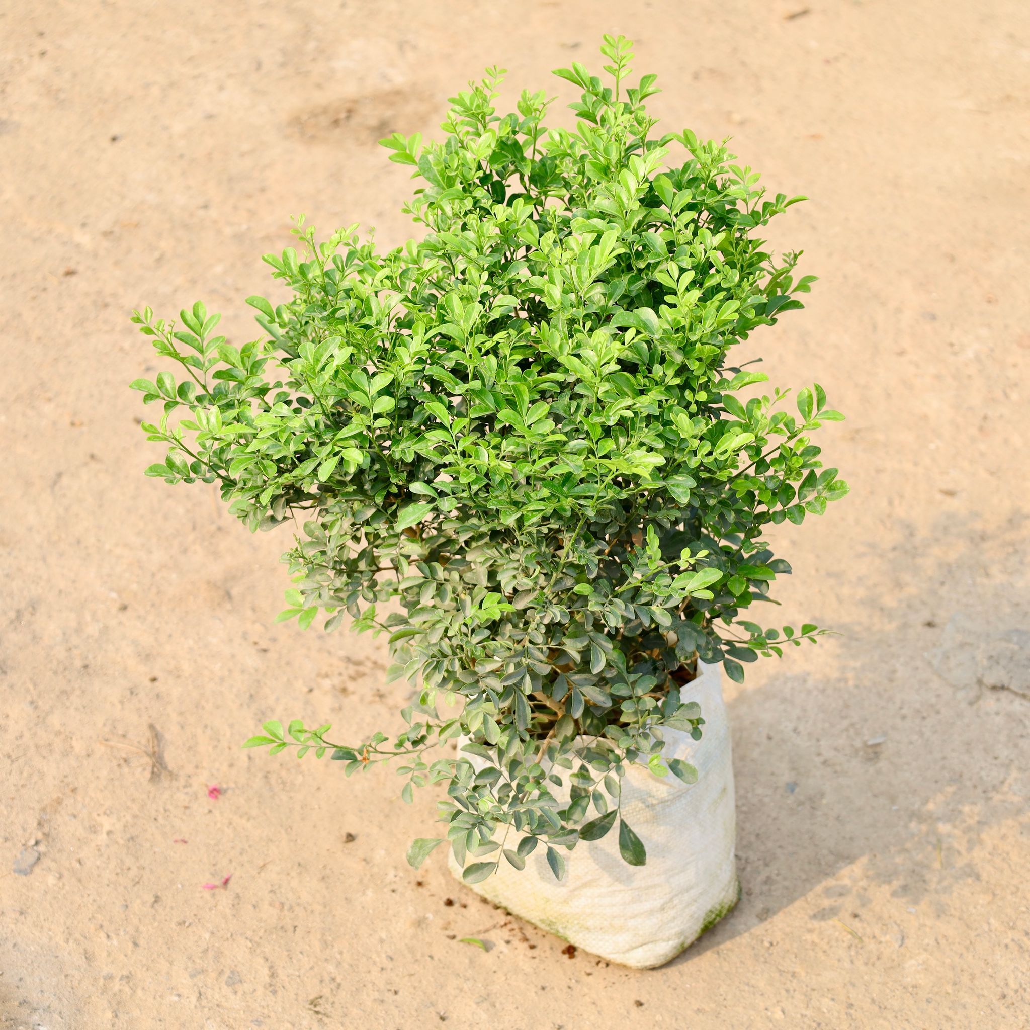 Madhu Kamini / Murraya (Any Colour) in 8 Inch Nursery Bag