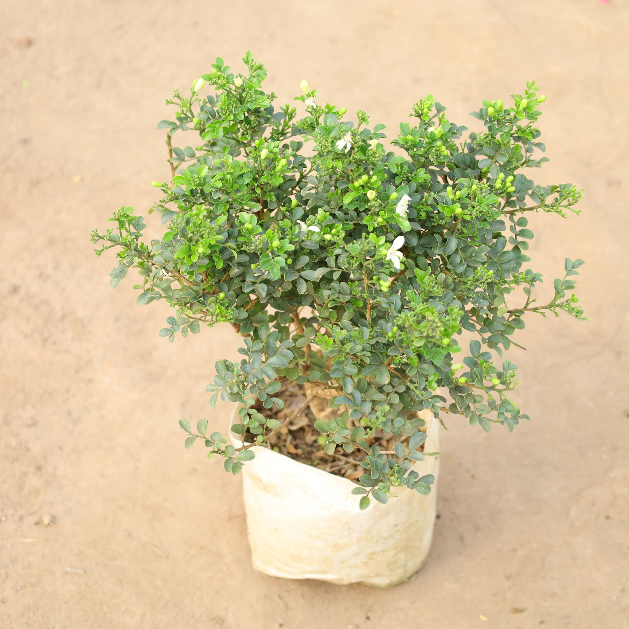 Madhu Kamini All Time/ Murraya white in 8 Inch Nursery Bag