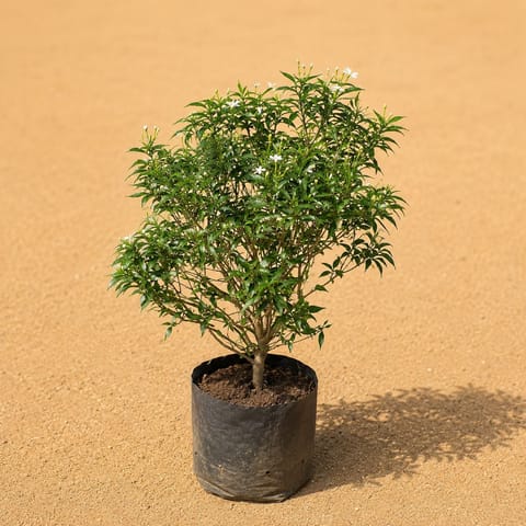 Dwarf Madhu Kamini Ball (~3ft) - 3 years old in 10 inch Nursery Bag