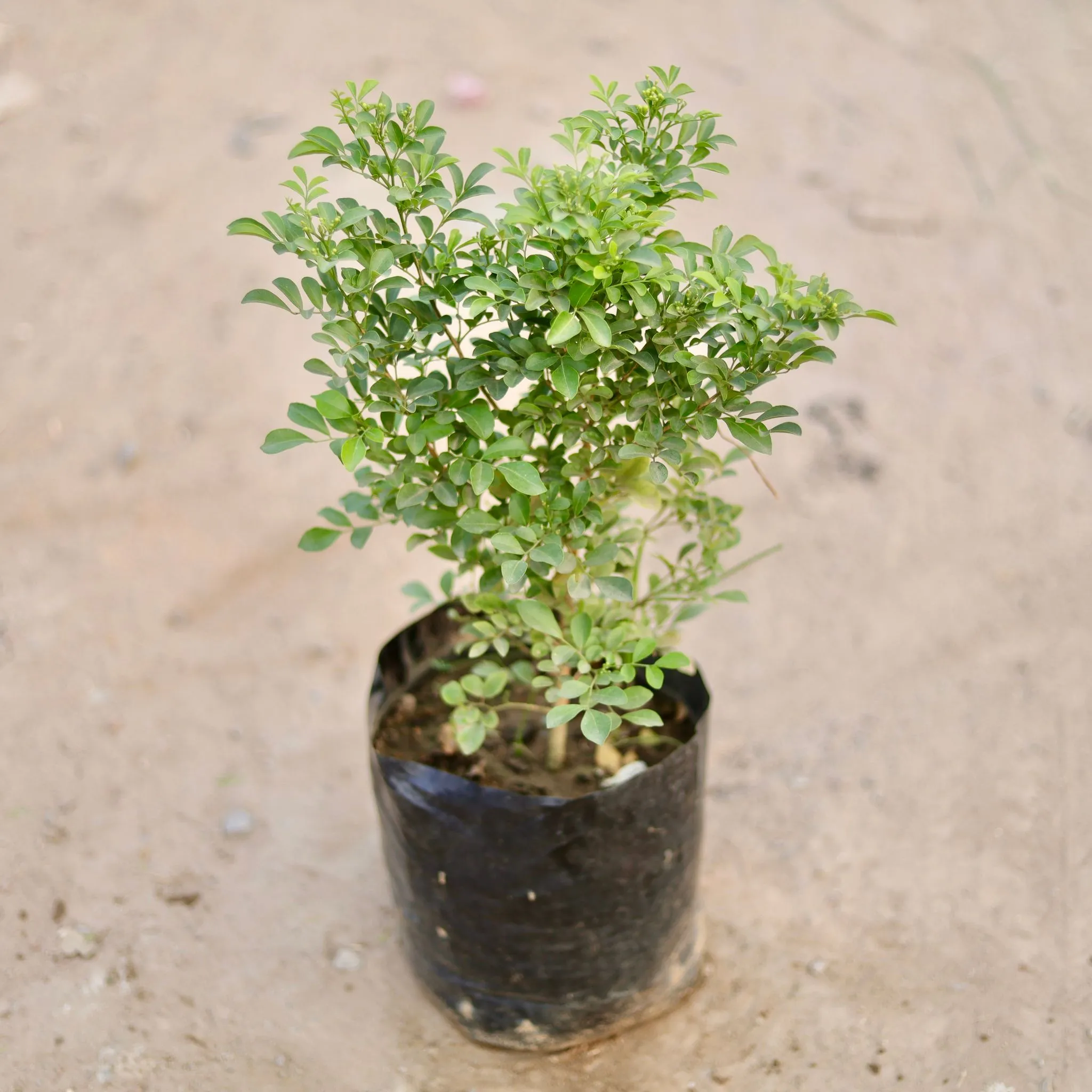 Madhu Kamini (any colour) (~ 1 Ft) in 8 Inch Nursery Bag