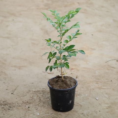 Madhu Kamini (Any Colour) in 6 Inch Nursery Pot