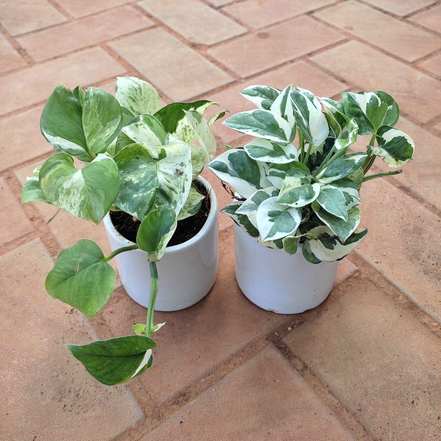 Set of 2 - Money Plant (N'joy & Marble) in 3 Inch White Classy Cup Ceramic Pot