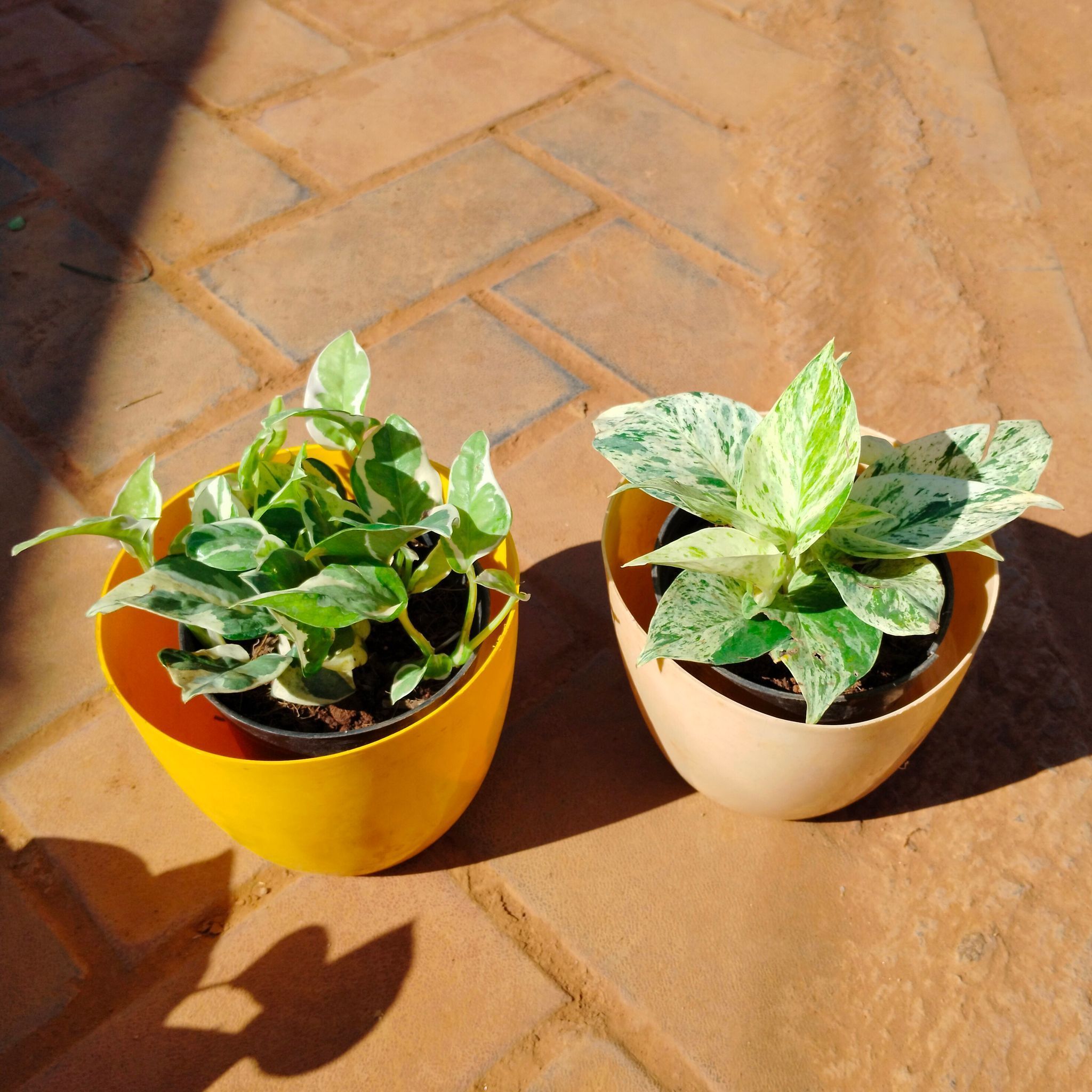 Set of 2 - Money plant (N'joy & White) in 6 Inch Multicoloured Premium Orchid Round Plastic Pot