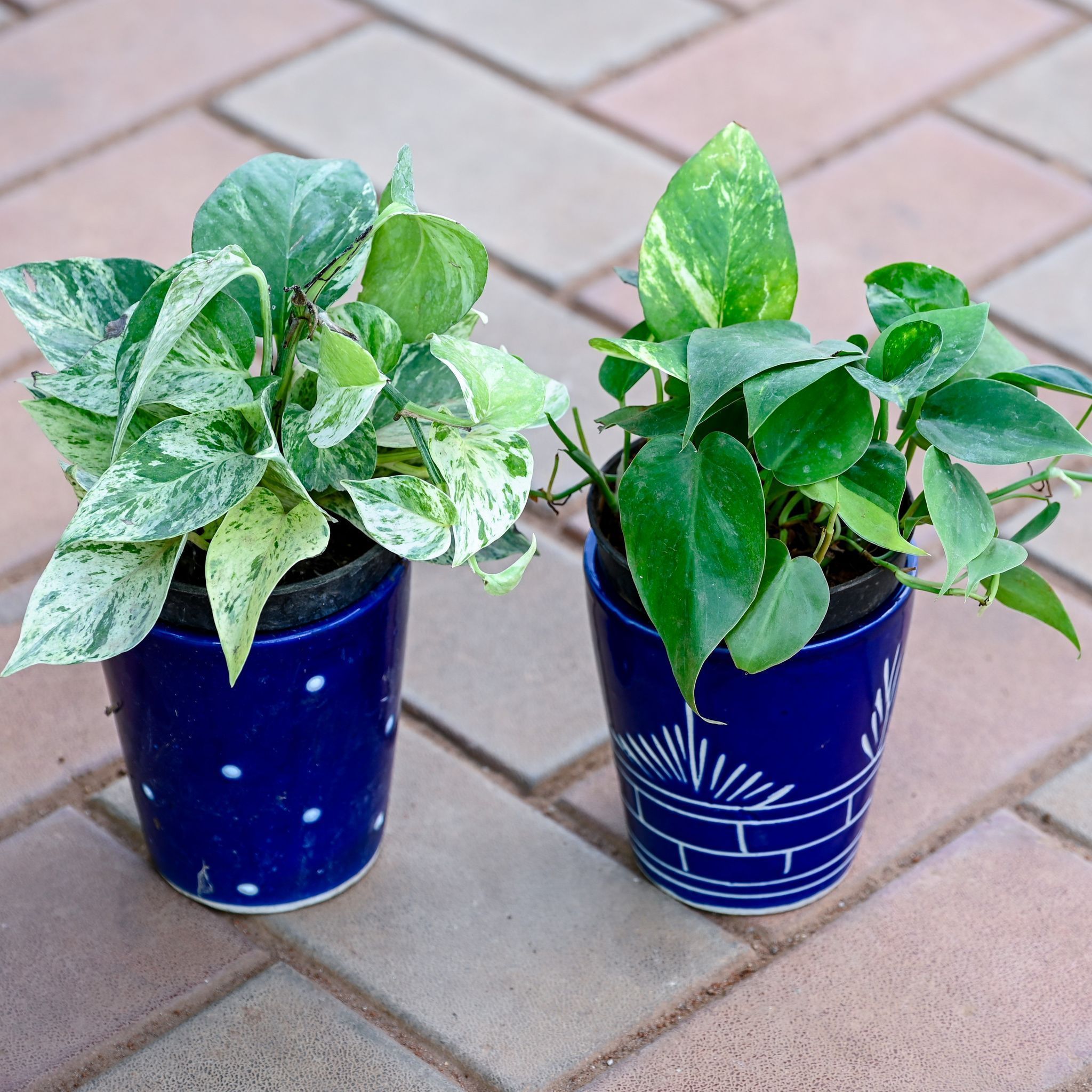 Set of 2 - Money Plant (White & Green) in 5 Inch Vibrant Glass Designer Ceramic Pot (Any Colour & Design)