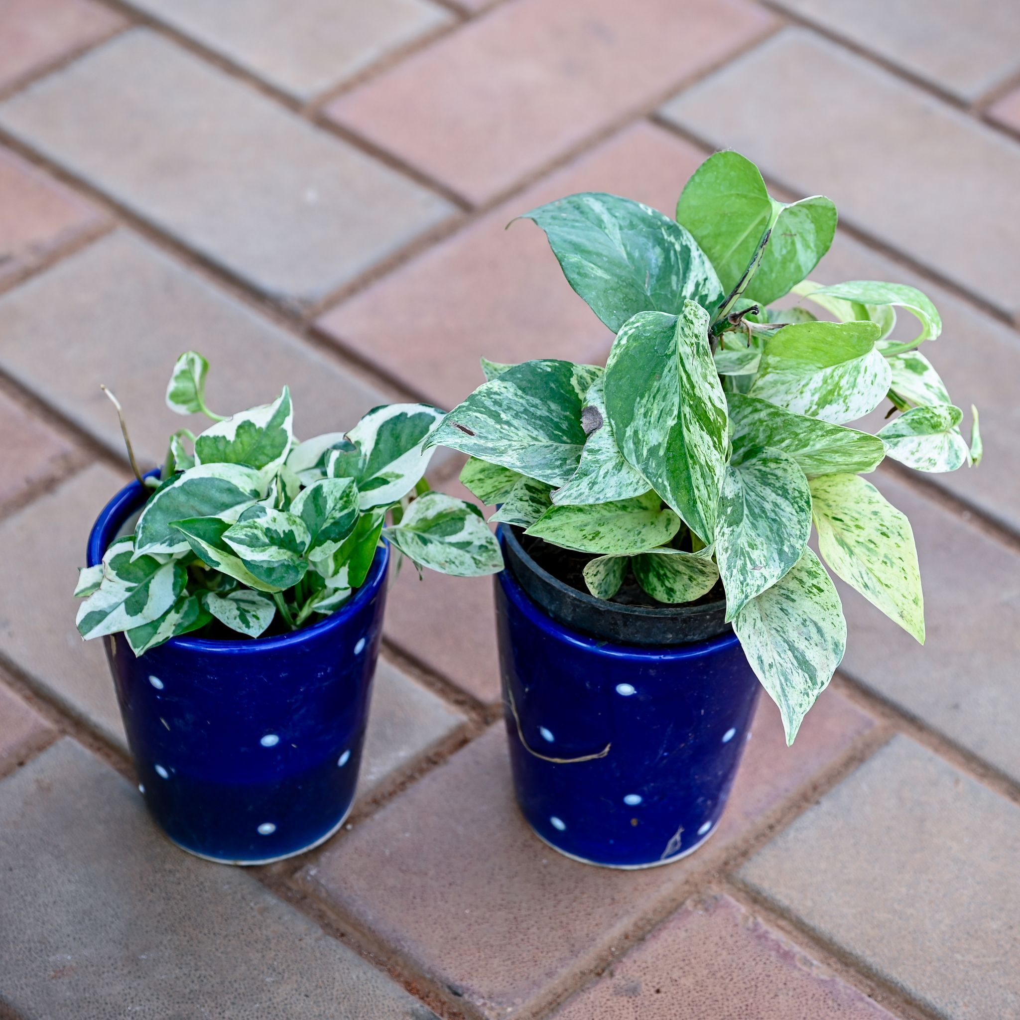 Set of 2 - Money Plant (White & N'joy) in 5 Inch Vibrant Glass Designer Ceramic Pot (Any Colour & Design)