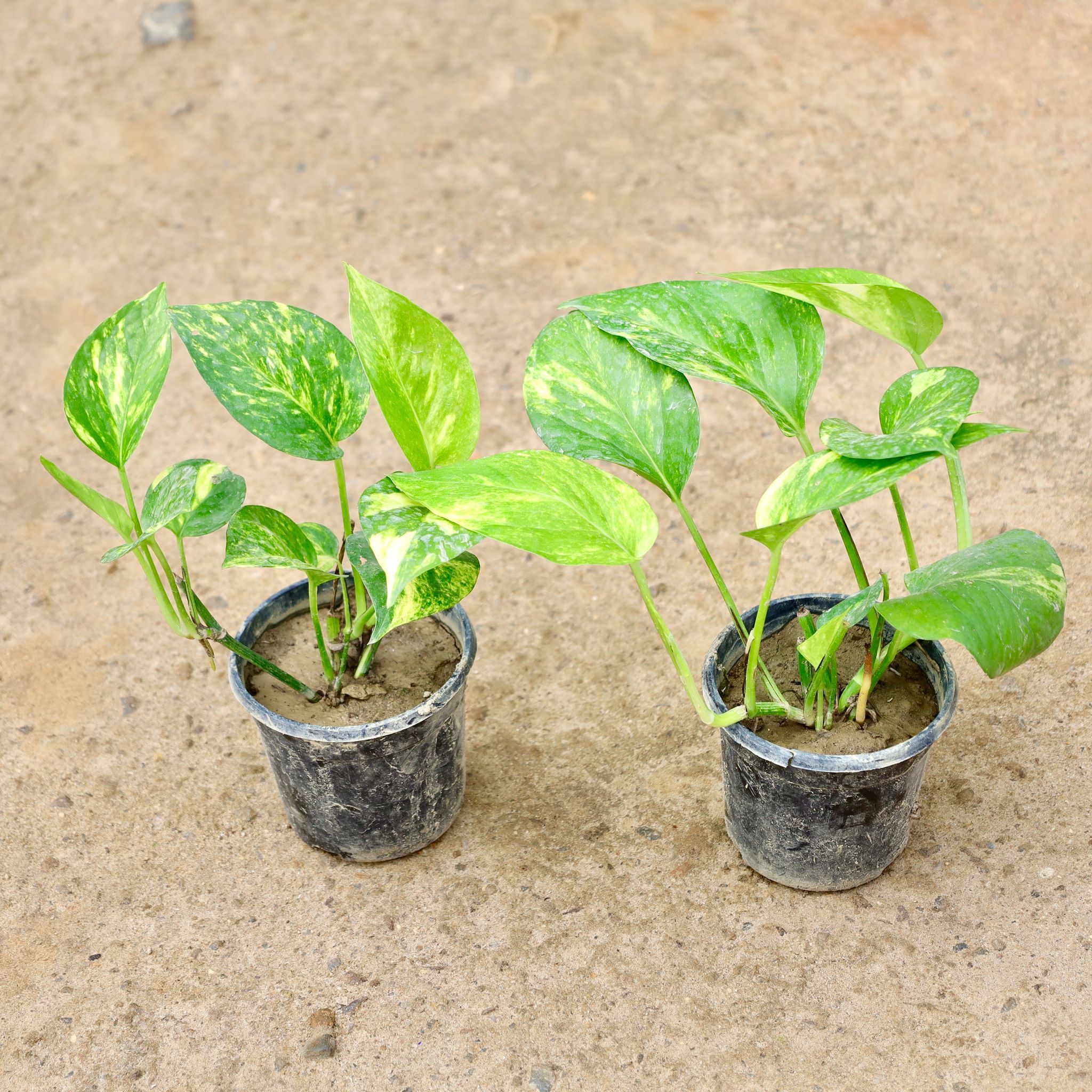 Set of 2 - Money Plant Green in 4 Inch Nursery Pot