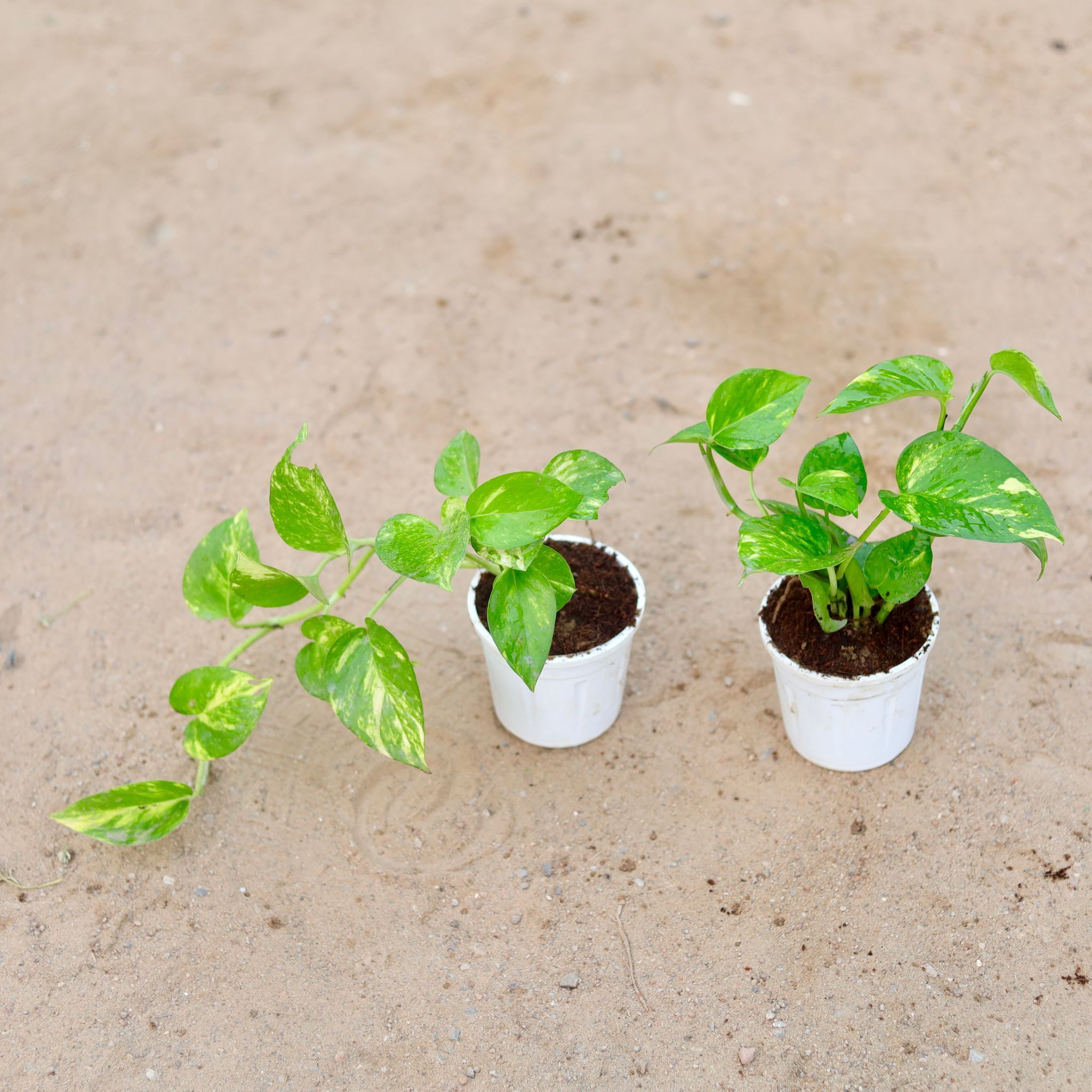 Set of 2 - Money Plant Green in 4 Inch Nursery Pot (any colour)