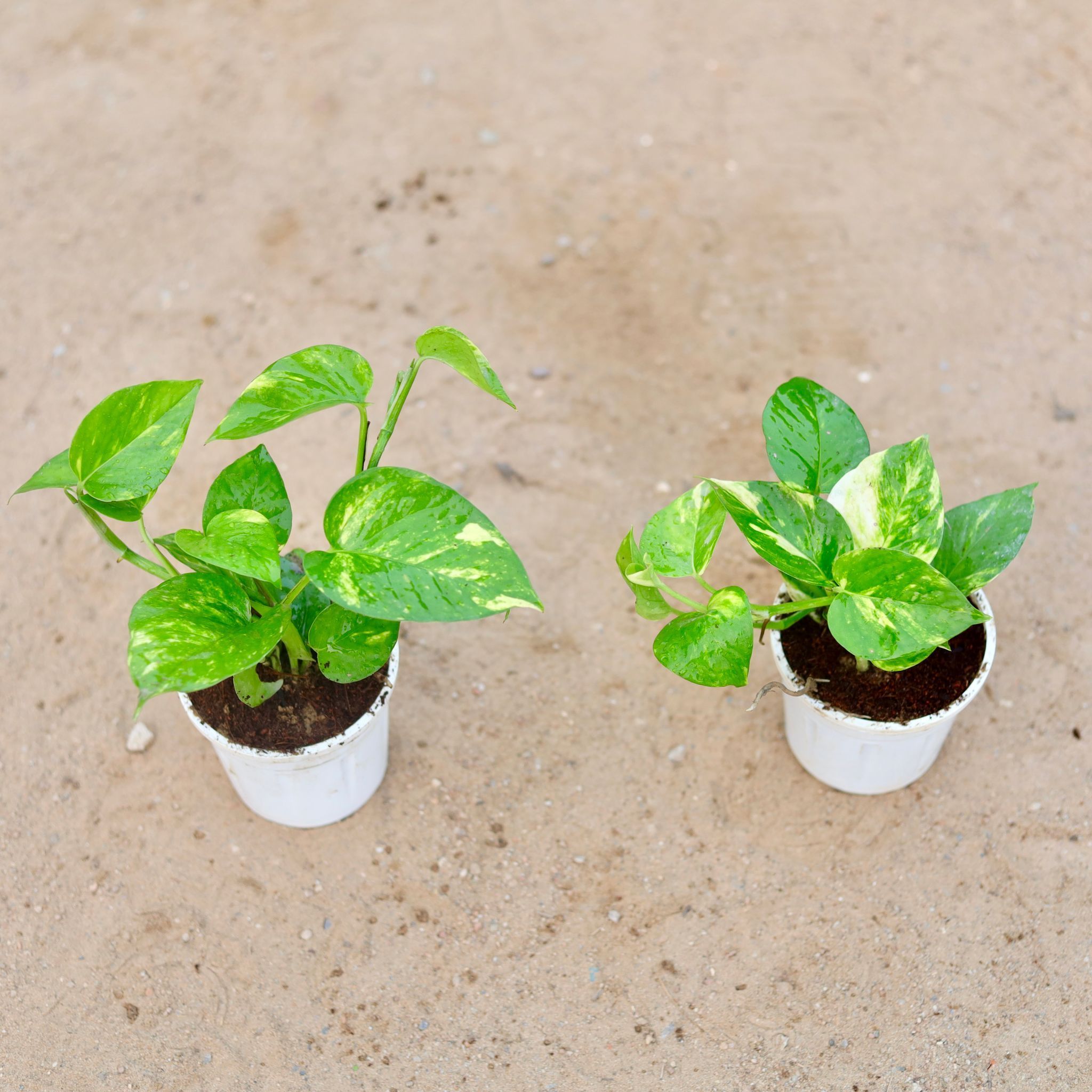 Set of 2 - Money Plant Green in 4 Inch White Nursery Pot