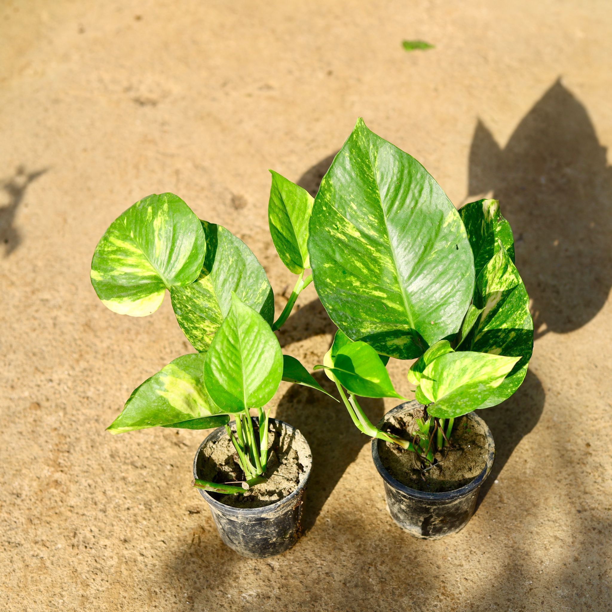 Set of 2 - Money Plant in 4 Inch Nursery Pot