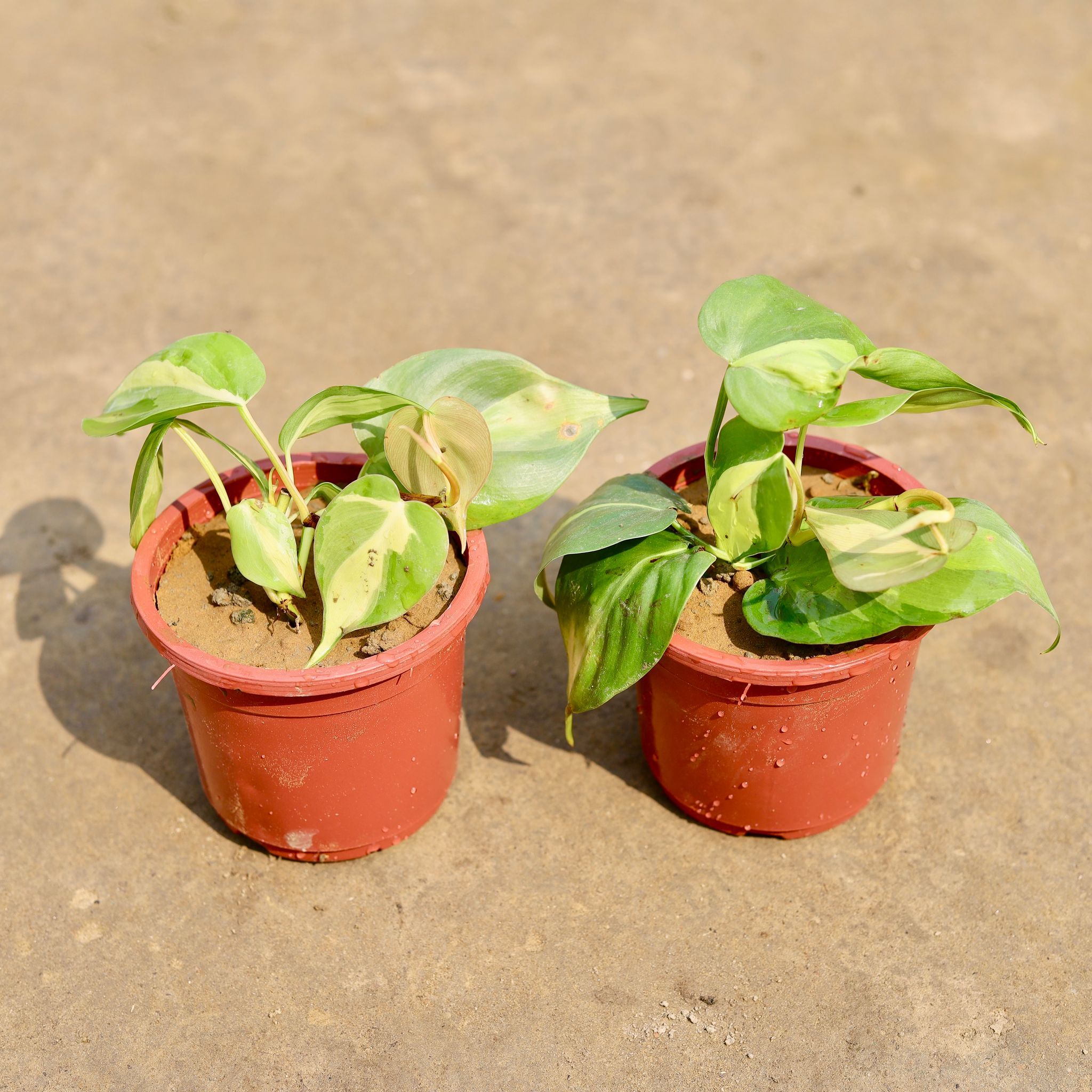 Set of 2 - Money plant in 4 Inch Nursery Pot