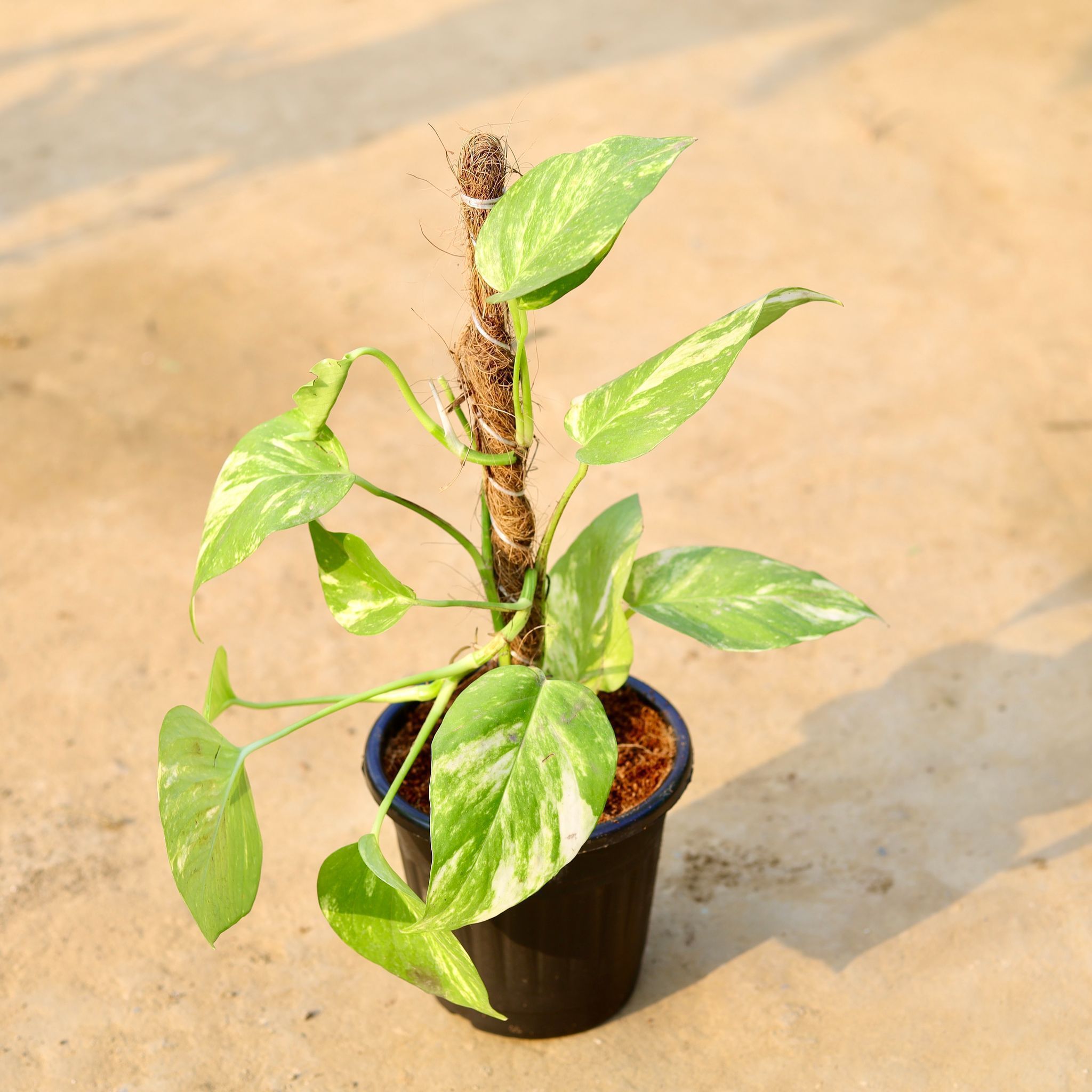 Money Plant With Moss Stick in 6 Inch Black Super Nursery Pot