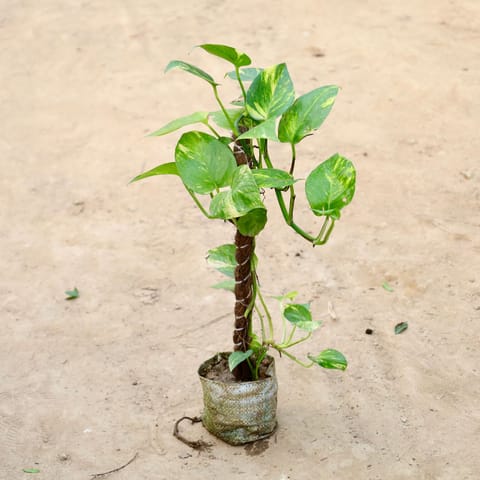 Money Plant With Moss Stick in 8 inch Nursery Bag