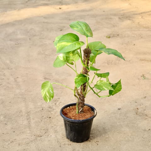 Money Plant With Moss Stick in 8 inch Nursery Pot