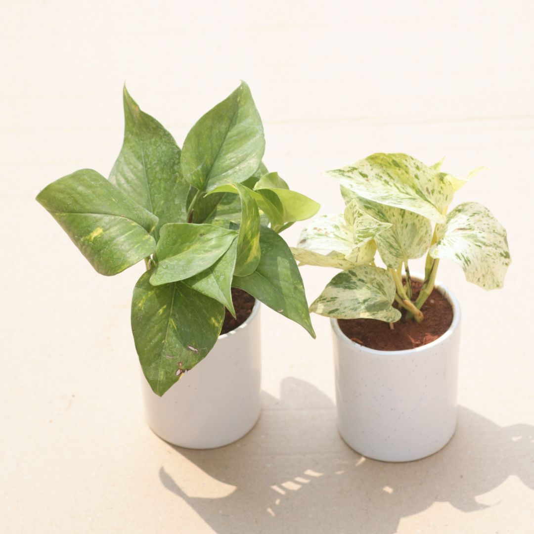 Set of 2 - Money Plant (Green & Marble) in 4 Inch White Classy Cylindrical Ceramic Pot