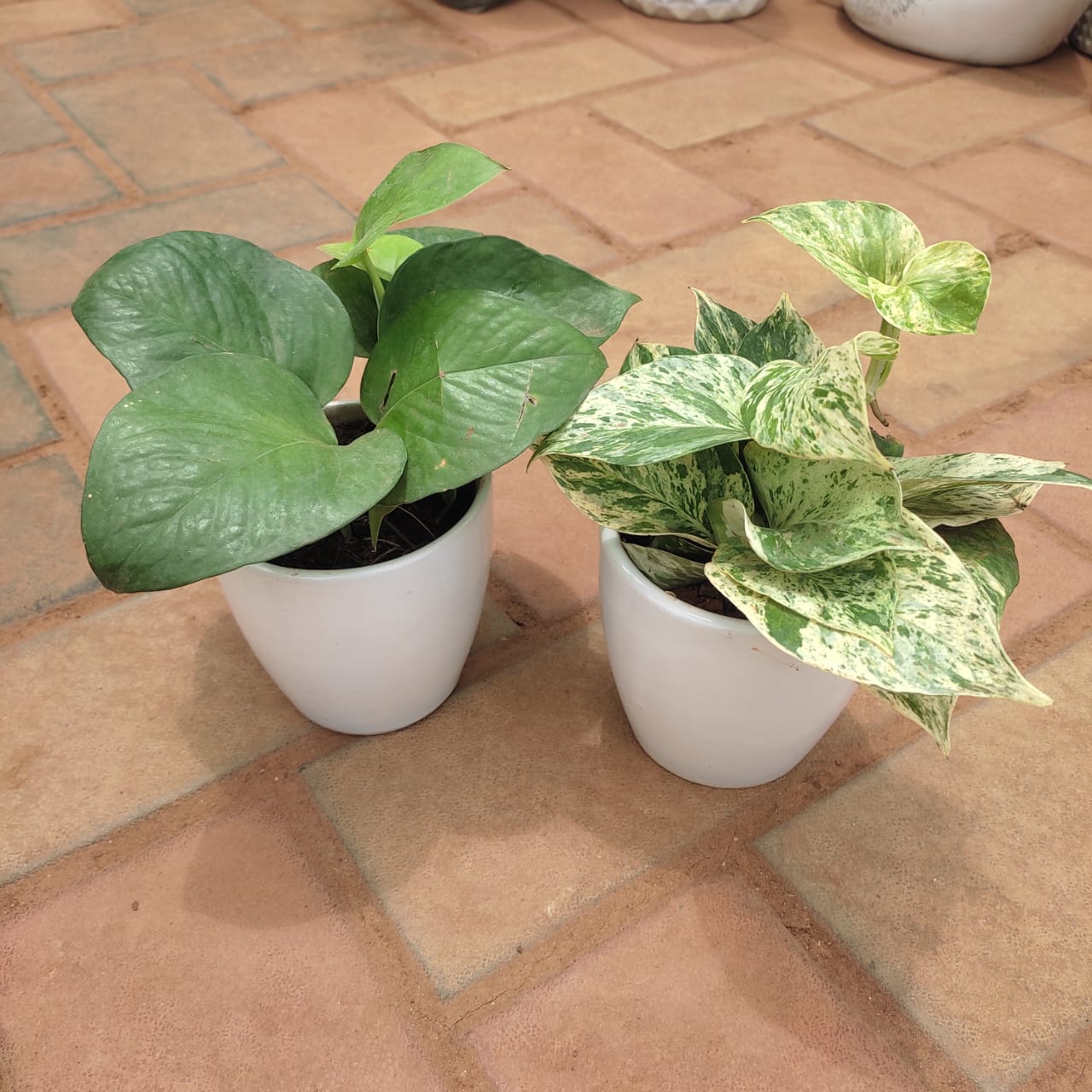 Set of 2 - Money Plant (Green & White) in 3 Inch White Classy Cup Ceramic Pot
