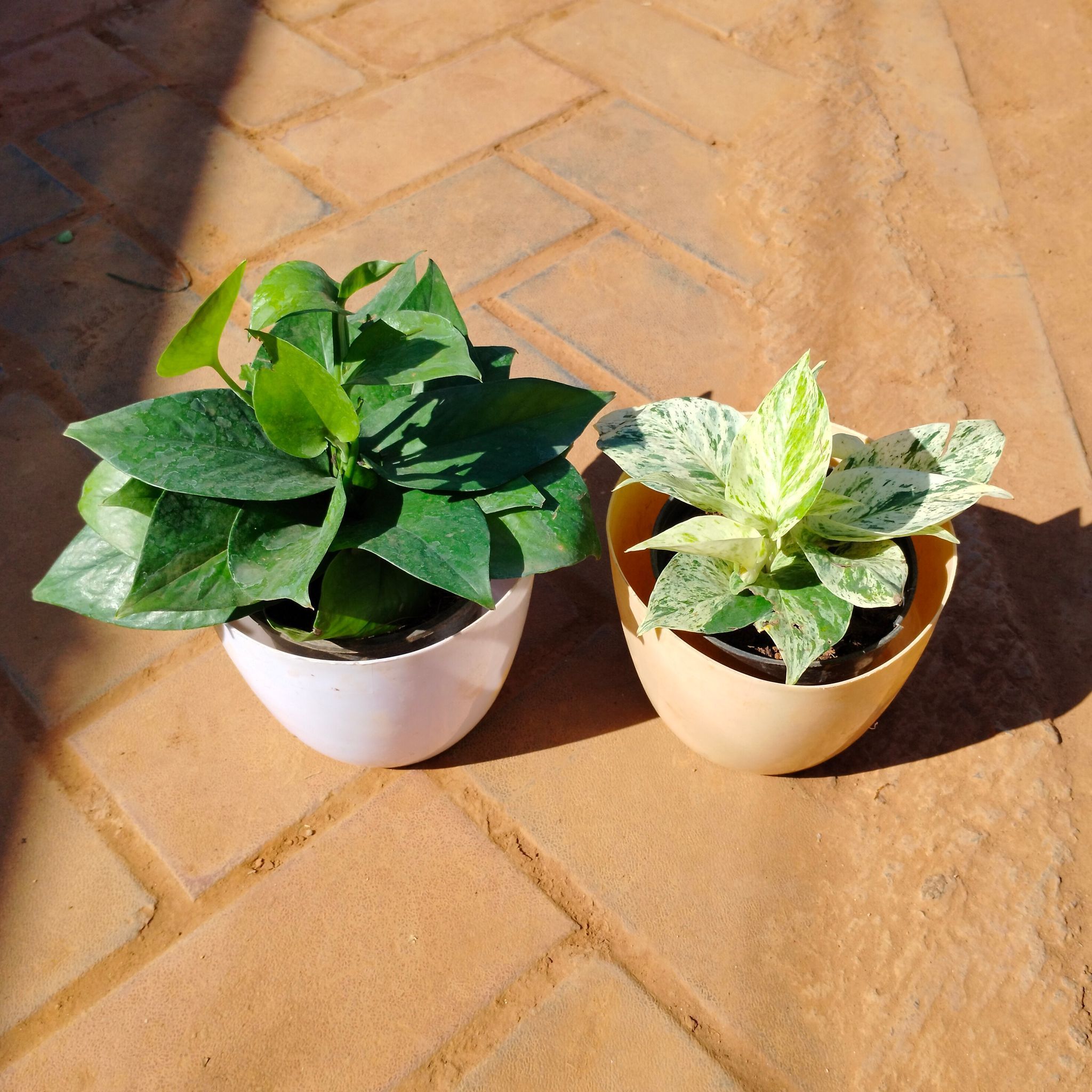 Set of 2 - Money plant (Green & White) in 6 Inch Multicoloured Premium Orchid Round Plastic Pot