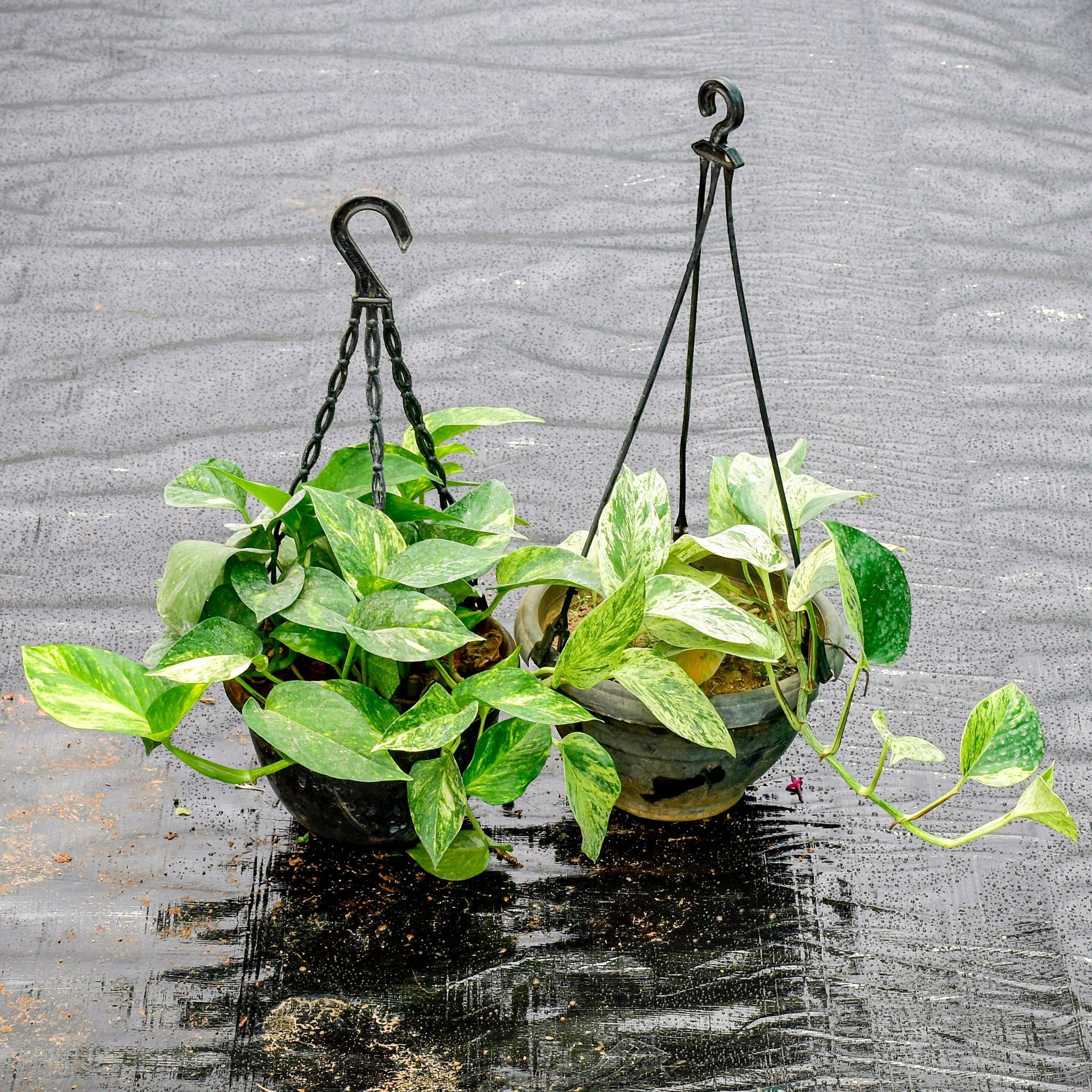 Set Of 2 - Money Plant (Marble & Green) in 6 Inch Hanging Pot